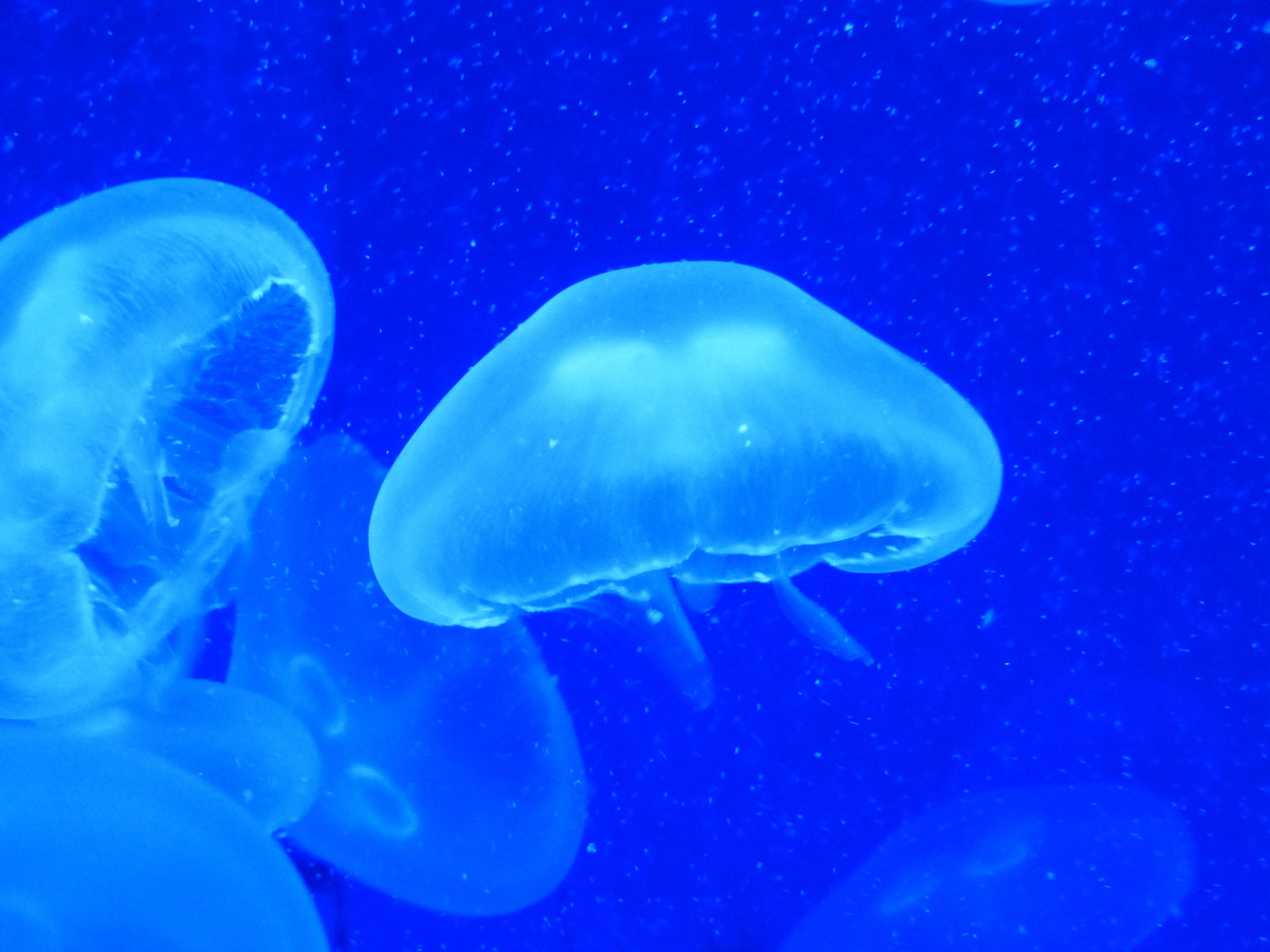 water, aquarium, invertebrate, beauty in nature, floating on water, animals in the wild, underwater, group of animals, undersea, no people, blue, marine, HD Wallpaper