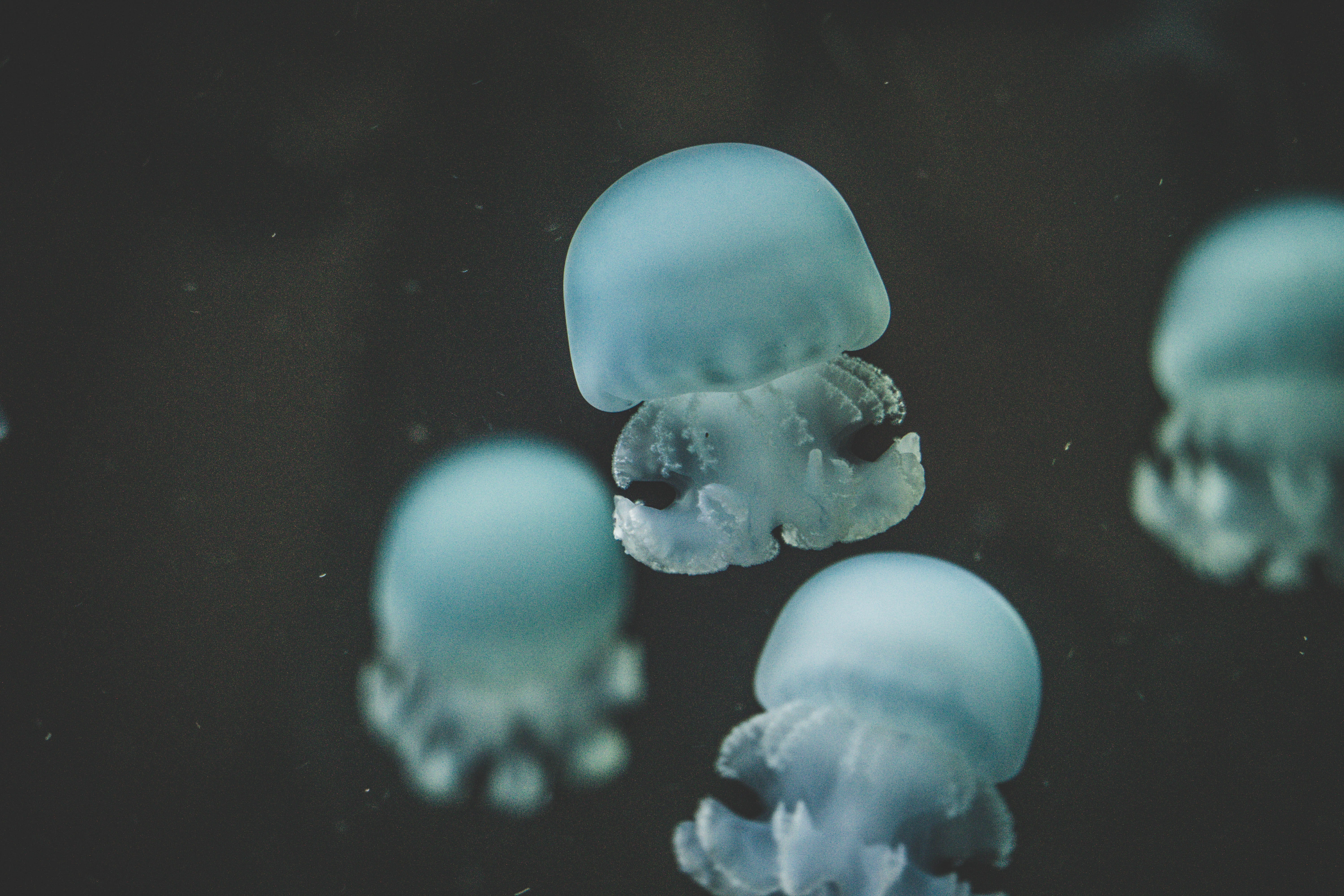 fish, jellyfish, black, bokeh, tentacle, berlin, biology, stinging, cnidarian, zoo, nervum, poisonous, wildlife, hd, HD Wallpaper