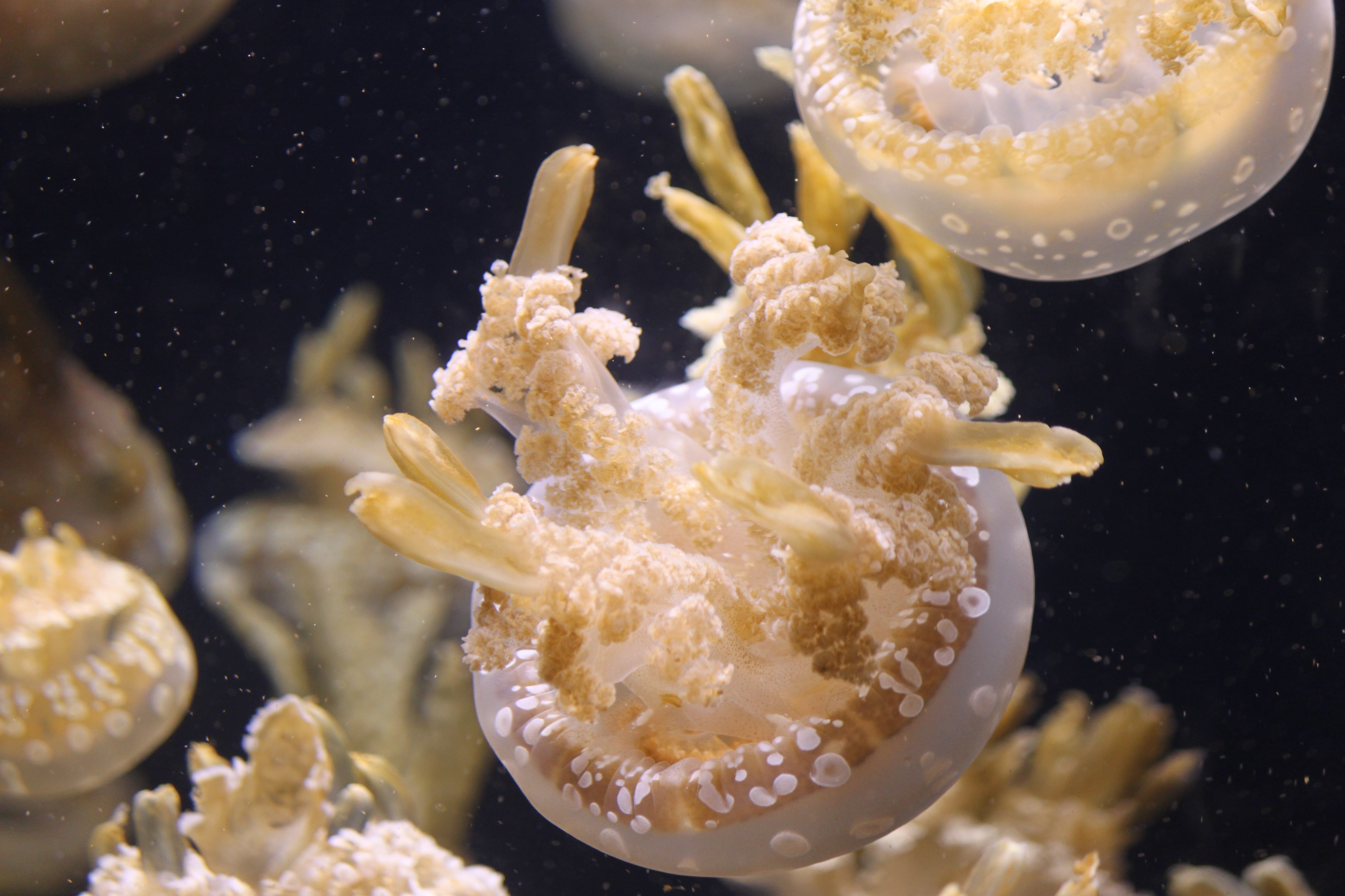 white, water, sea, underwater, nature, blue, marine, jellyfish, life, animals in the wild, indoors, animal wildlife, underwater world, cnidarian, sea Life, HD Wallpaper
