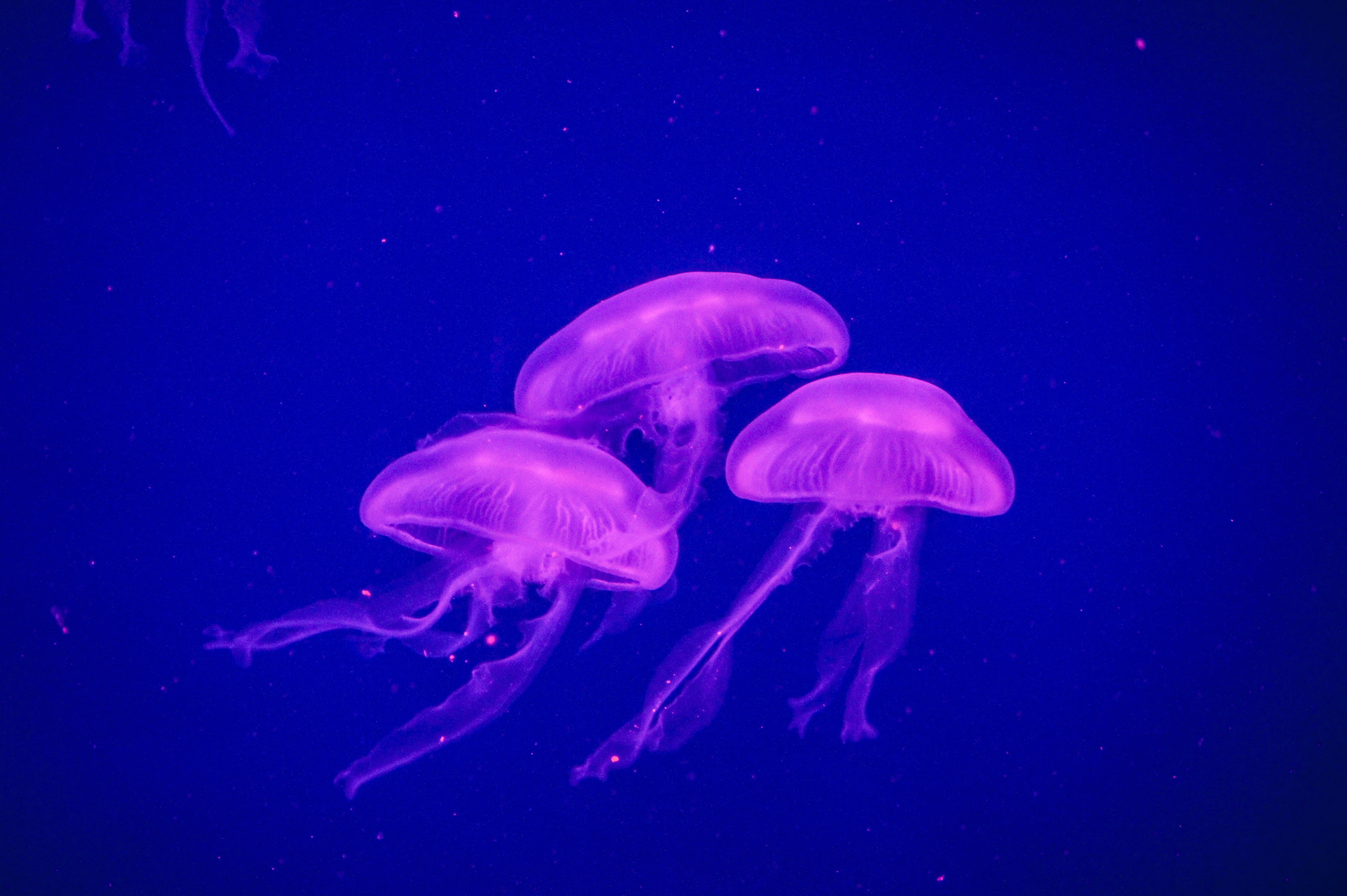 purple, aquarium, floating on water, 4K, translucent, poisonous, blue background, jellyfishes, fish Tank, transparent, tentacle, animal wildlife, backgrounds, HD Wallpaper