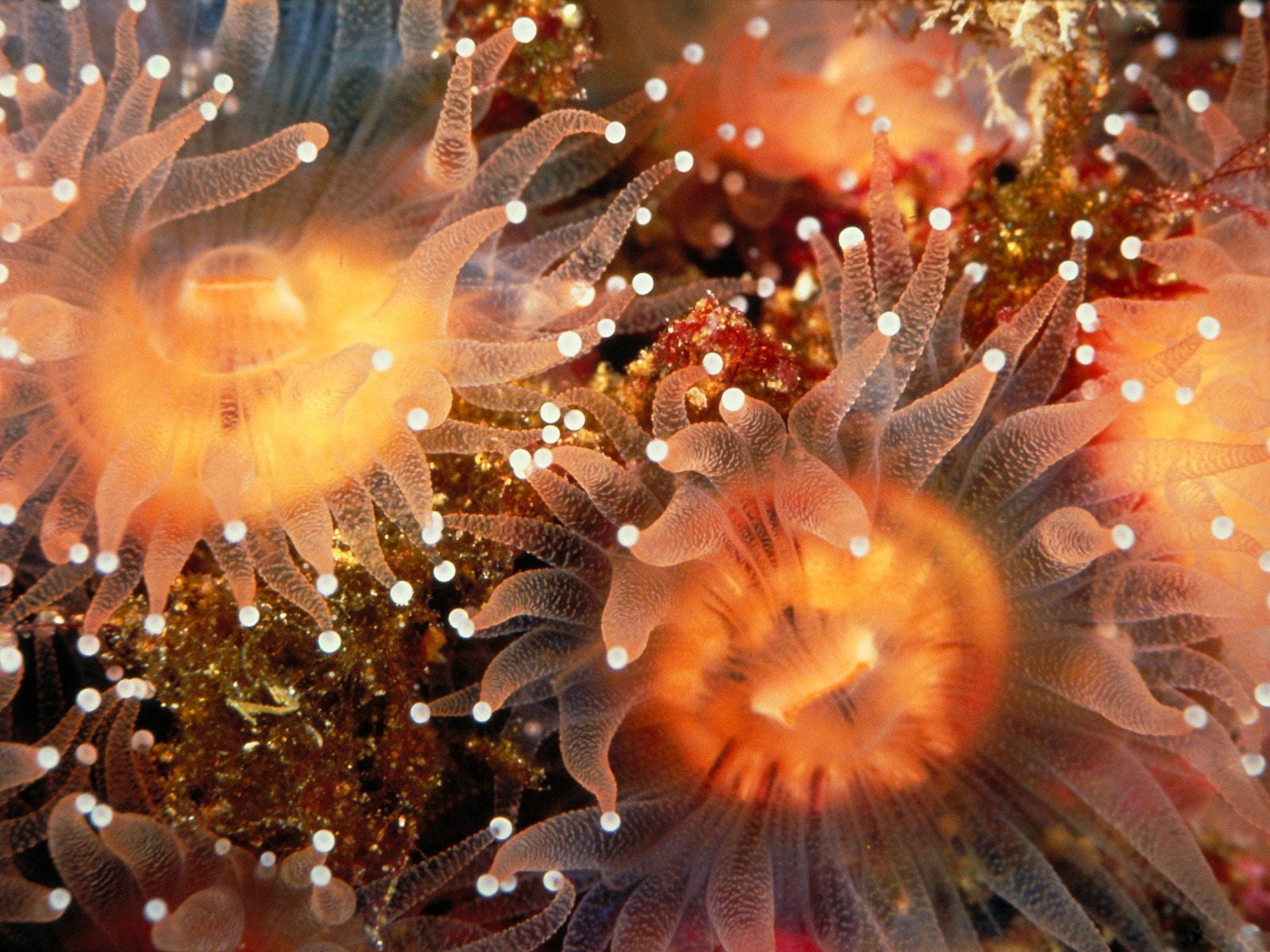 cnidarian, reef, underwater, sea Life, the bottom, tentacle, sea Anemone, close-up, water, animal themes, undersea, animals in the wild, coral, animal, HD Wallpaper