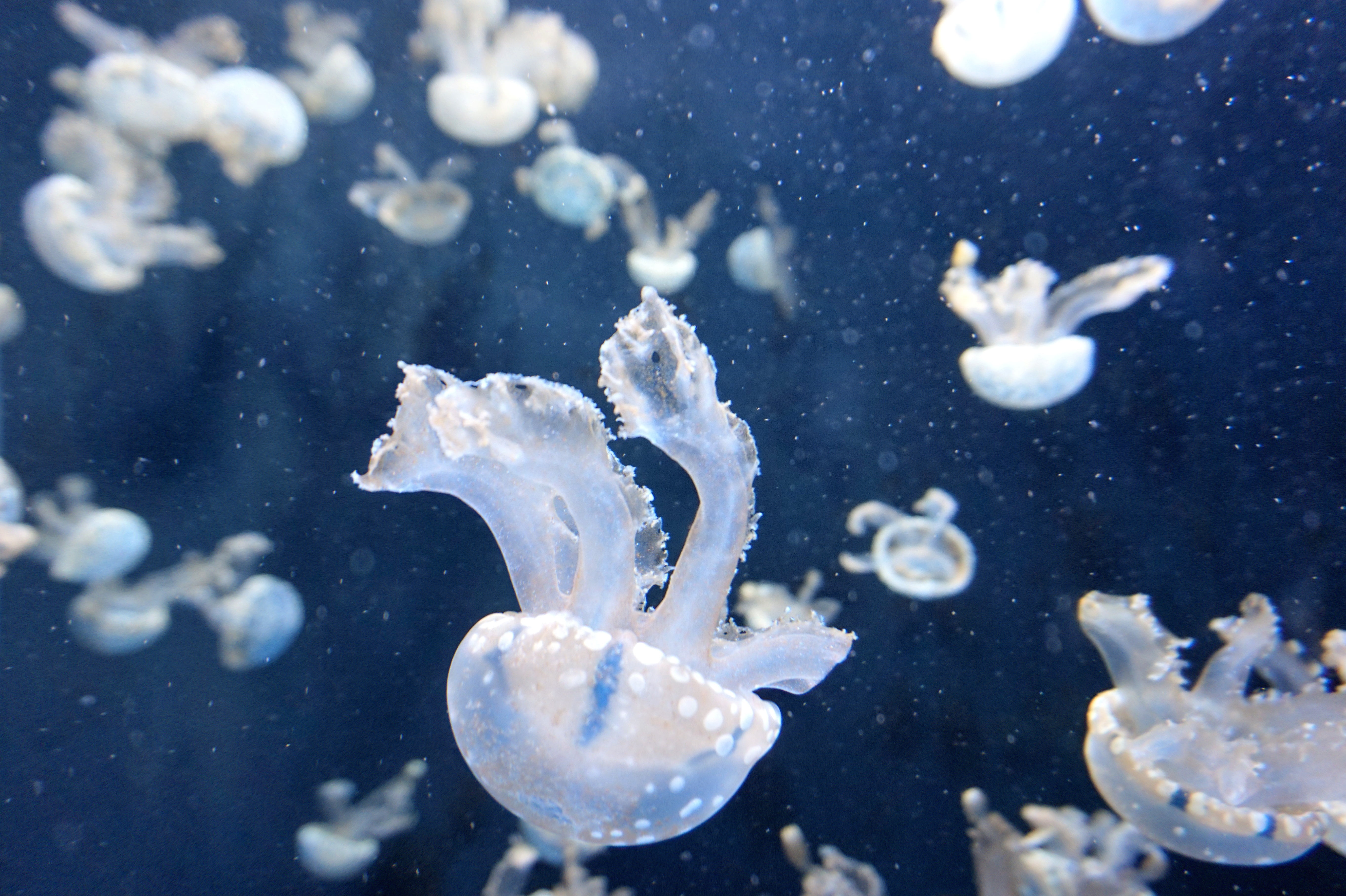 cnidarian, beauty In Nature, wildlife, water, invertebrate, animals in the wild, aquarium, swimming Animal, 5K, fish Tank, close-up, white, jellyfish, HD Wallpaper