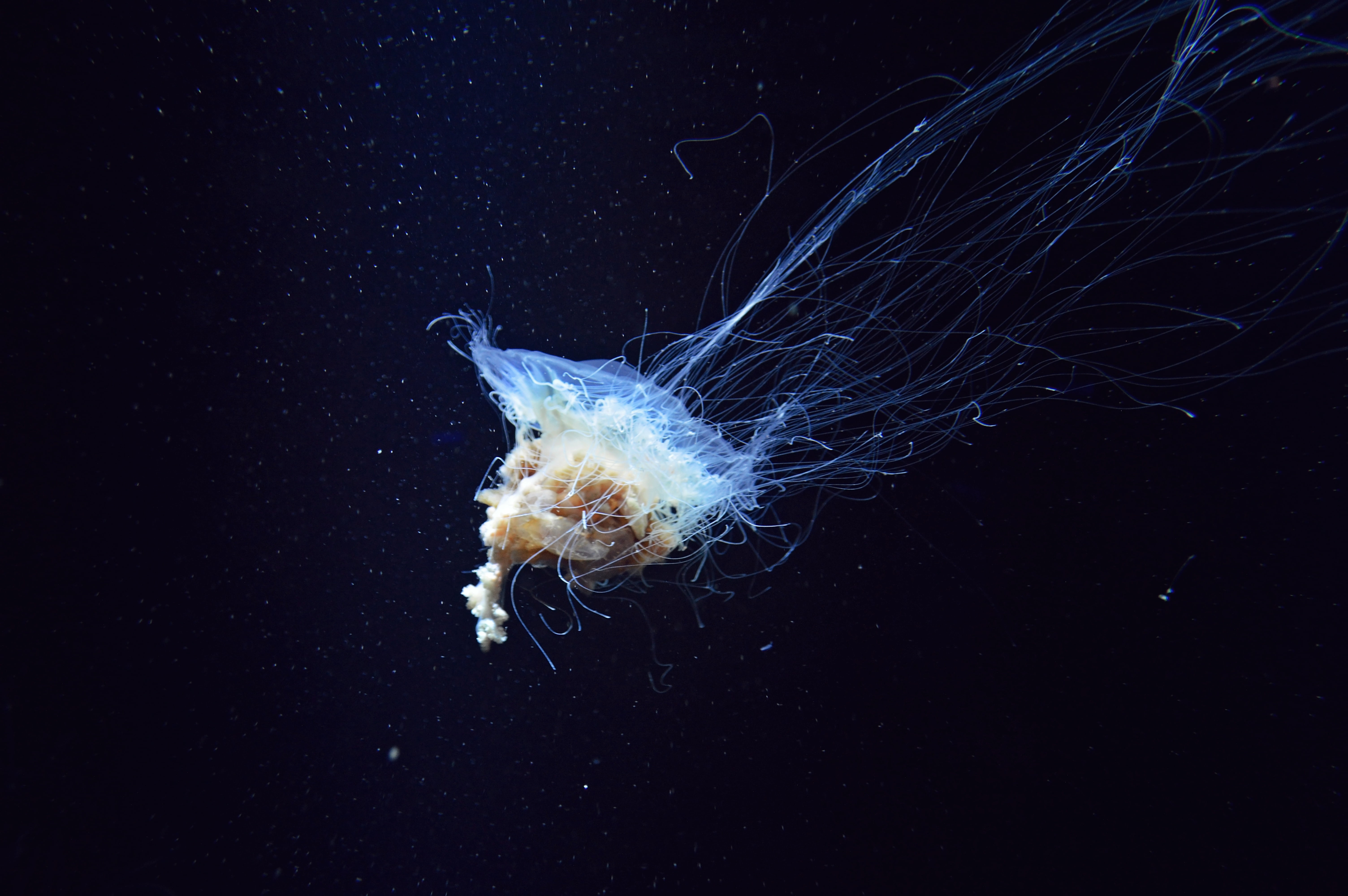 animal, sea, beauty in nature, black background, animal wildlife, swimming Animal, swimming, tentacles, stinging, multi Colored, undersea, white, underwater world, HD Wallpaper