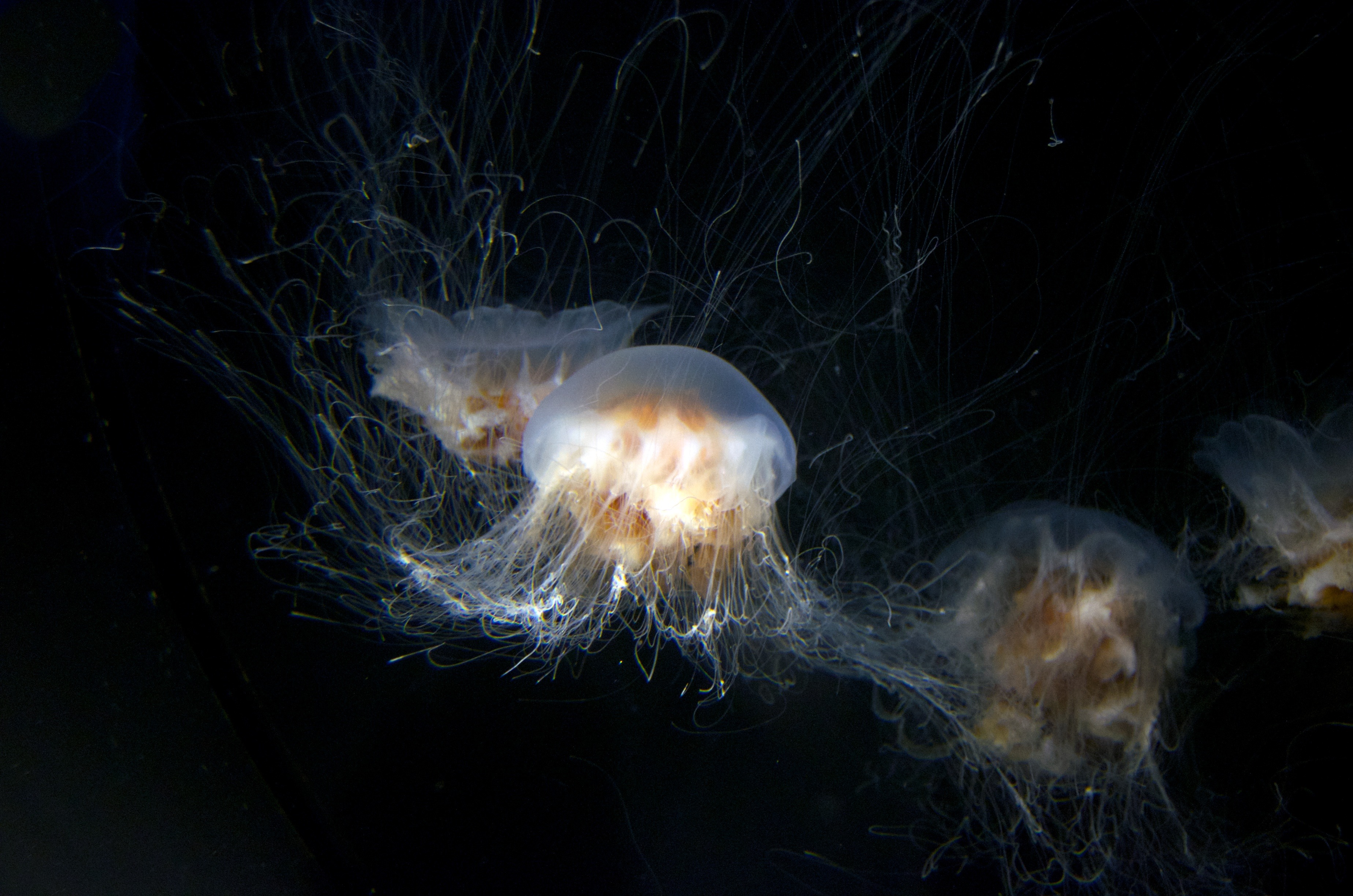 no people, swimming Animal, sea Life, animal themes, animal, sea, motion, close-up, poisonous, stinging, one animal, jellyfish, peaceful, undersea, black background, HD Wallpaper