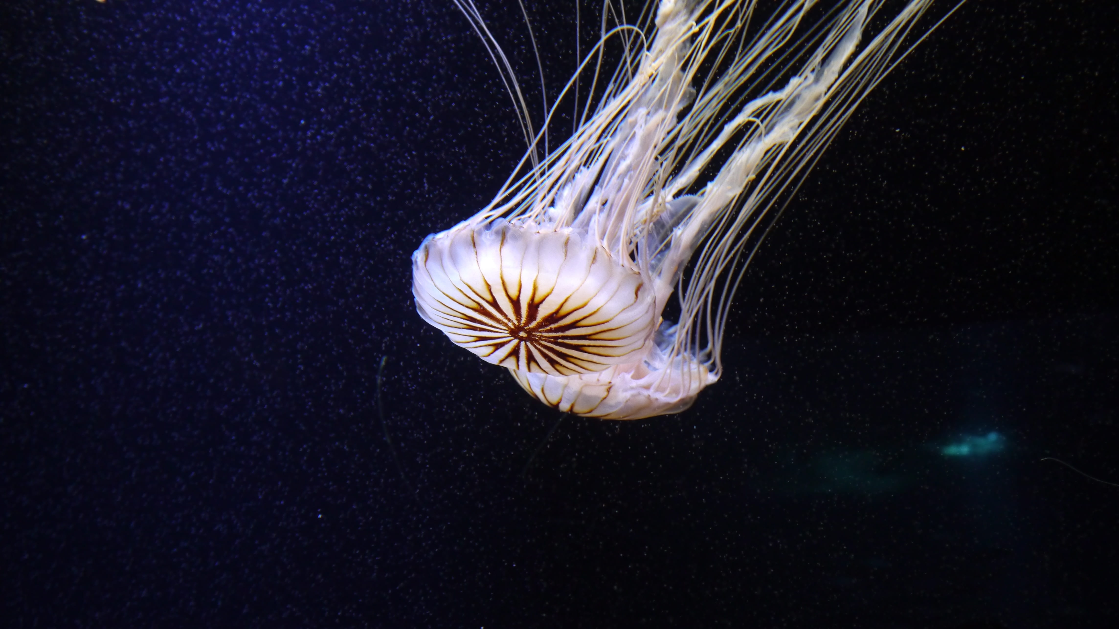 colorful, animal themes, Cnidarian, tentacle, aquarium, water, undersea, sea, swimming, white, black background, marine, meduse, shine through, underwater, HD Wallpaper