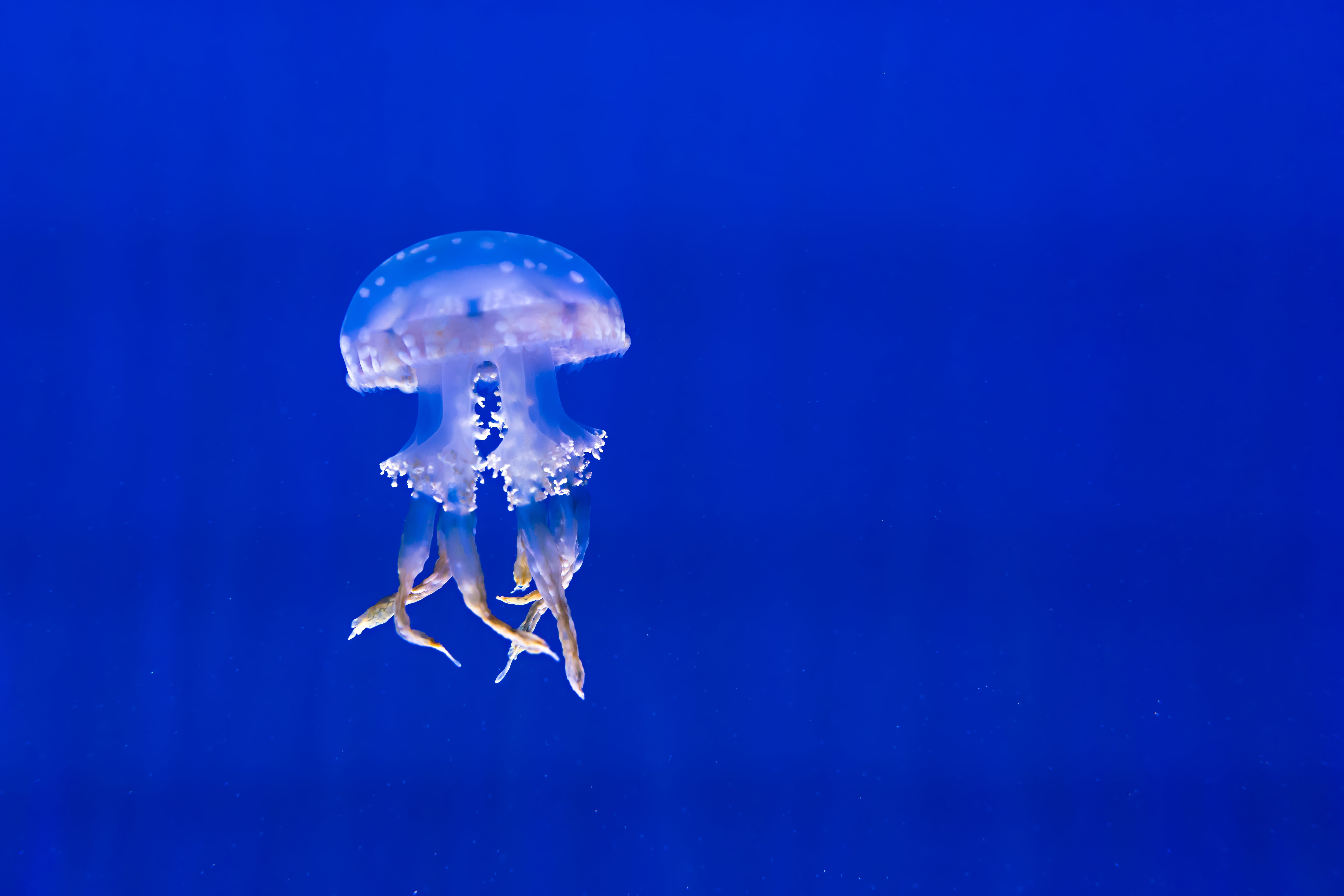 cnidarian, close-up, swim, animals in captivity, undersea, sea Life, outdoors, tropical Climate, blue background, floating on water, sea Life Centre, underwater world, HD Wallpaper
