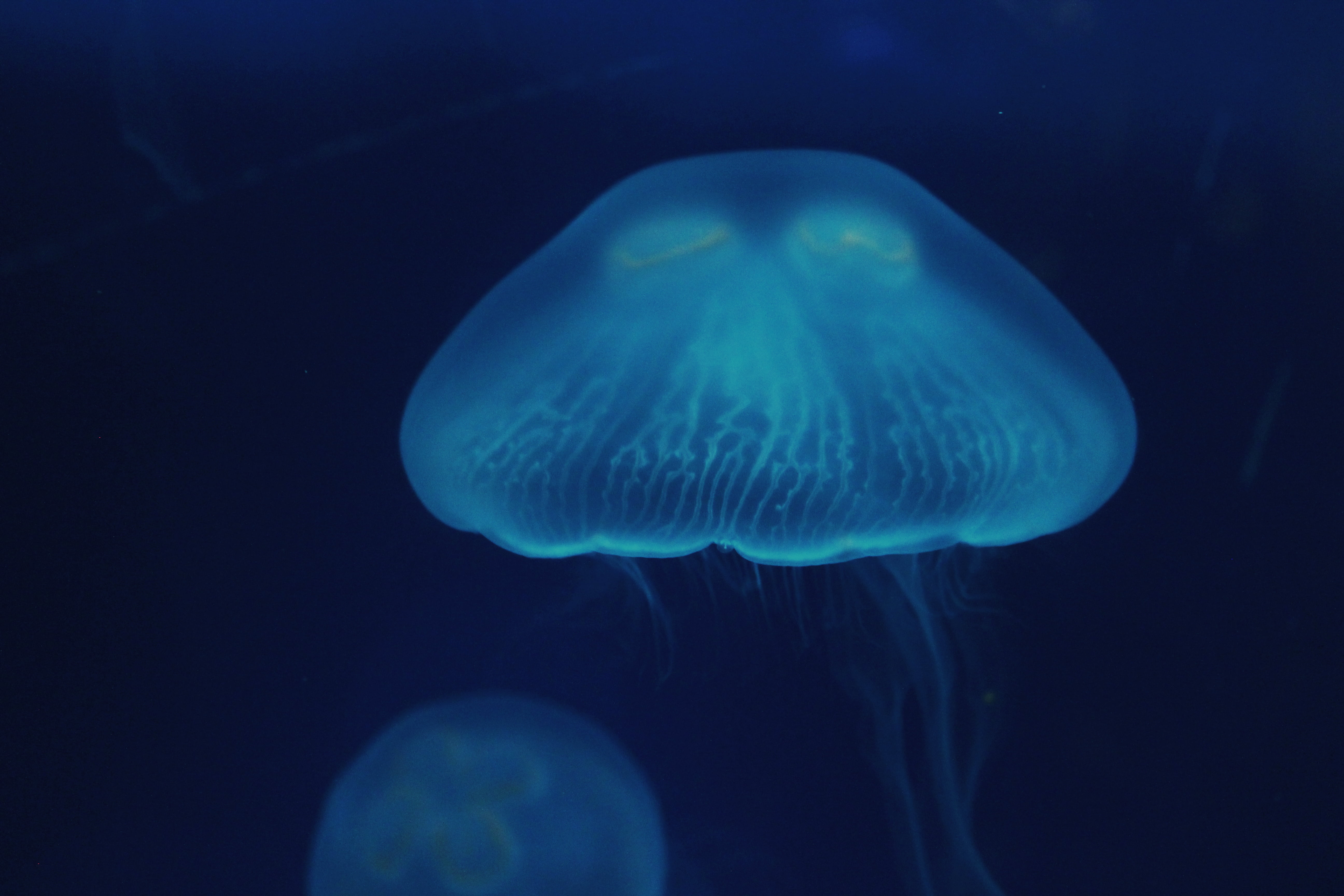 outdoors, deep, gray, nature, animals And Pets, poisonous, no people, sea Life, undersea, fish Tank, animal themes, reef, animal wildlife, aquatic, surface, HD Wallpaper