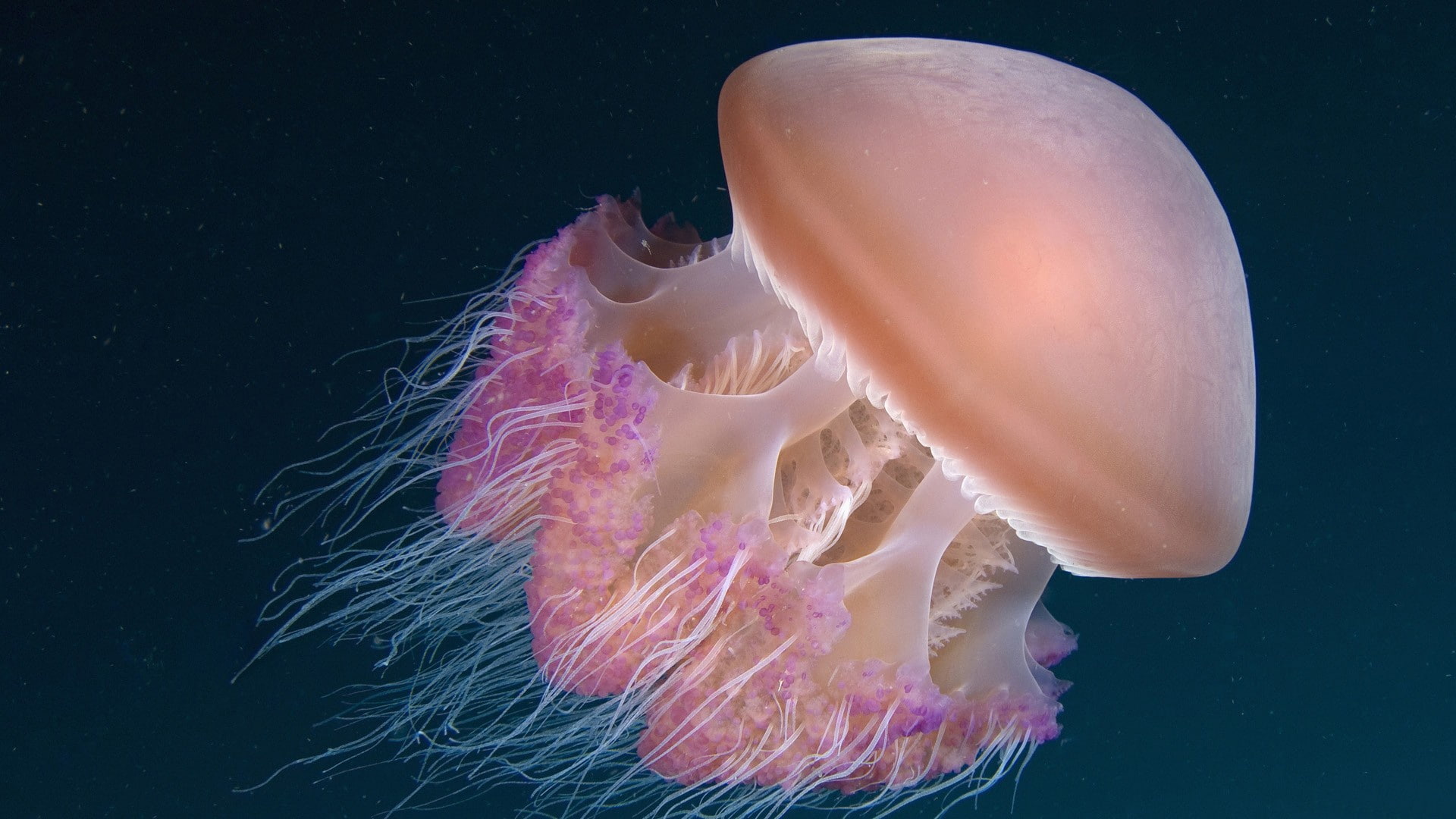 Sea, 1080P, Deep, Jellyfish, HD Wallpaper