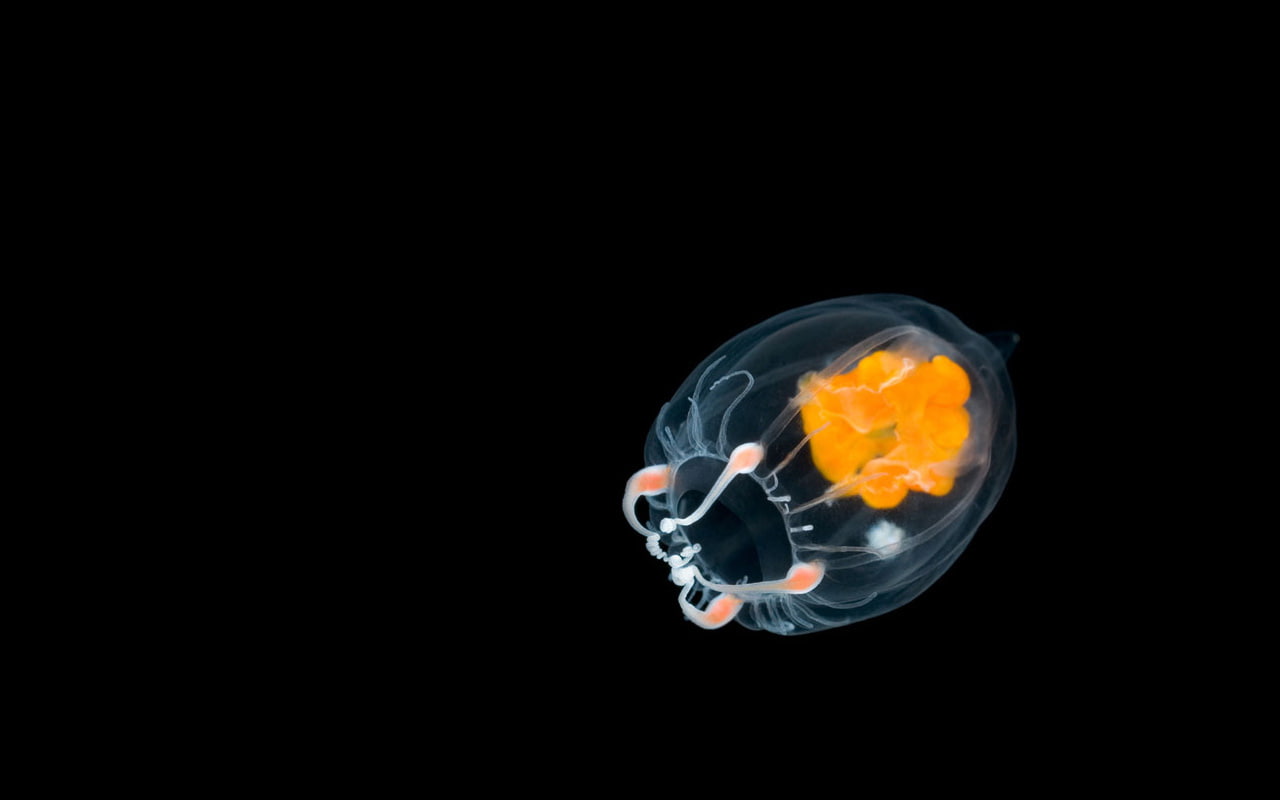 deep, sea, hd, 720P, animals, HD Wallpaper