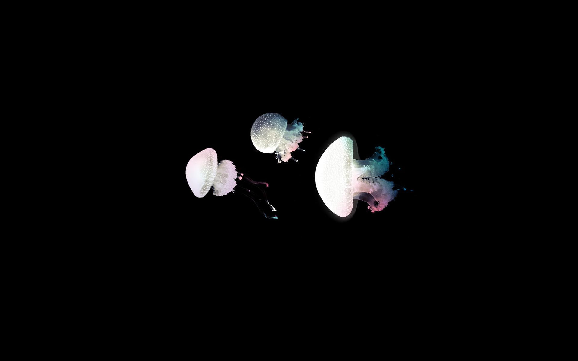 animal, jellyfish, small, fish, 1080P, dark, sea, HD Wallpaper