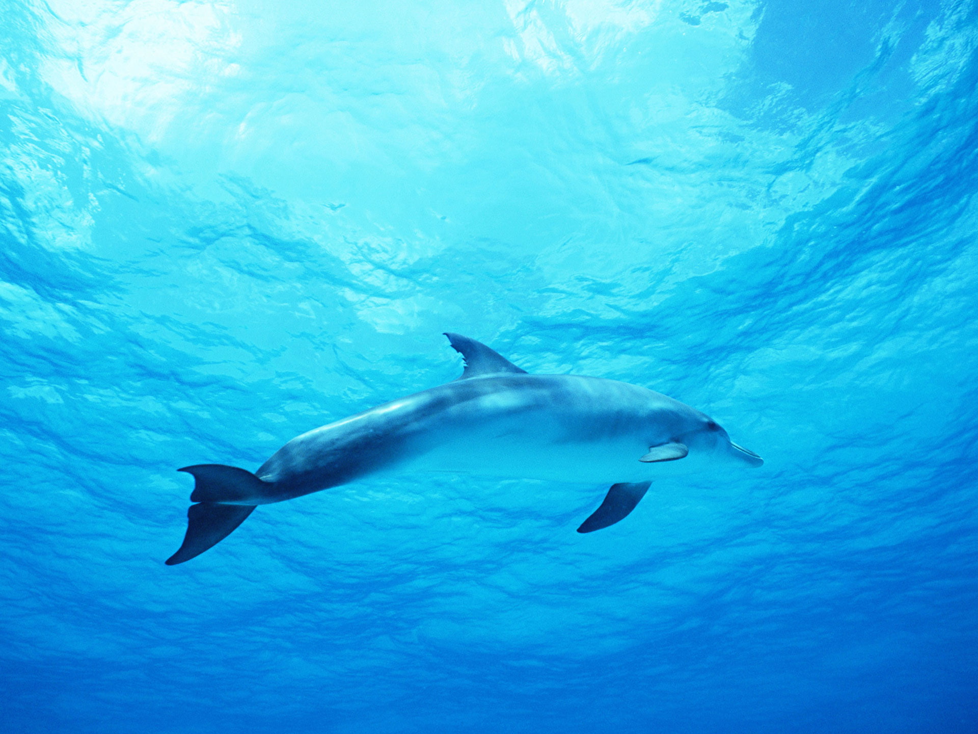 deep, sea, dolphin, 1080P, blue, HD Wallpaper