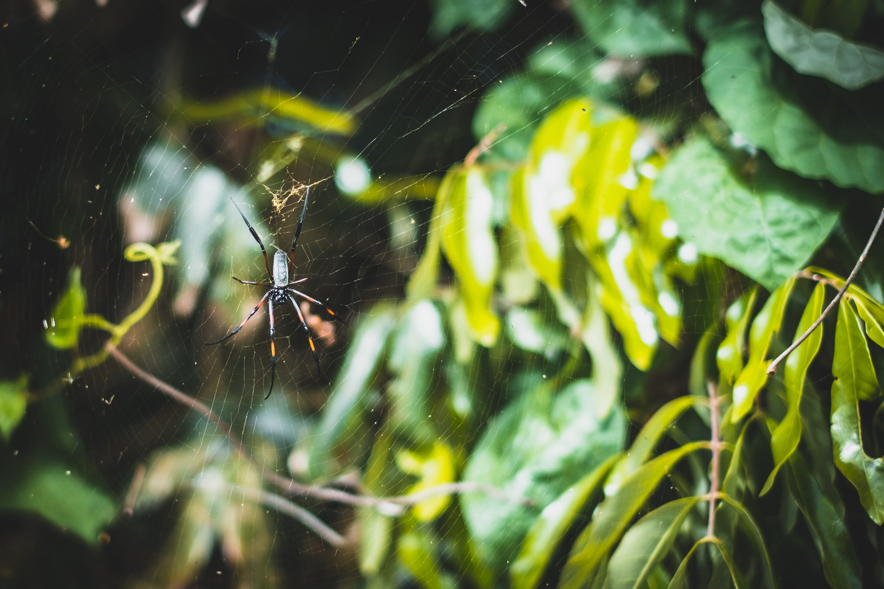 2K, spider, plexus, web, HD Wallpaper