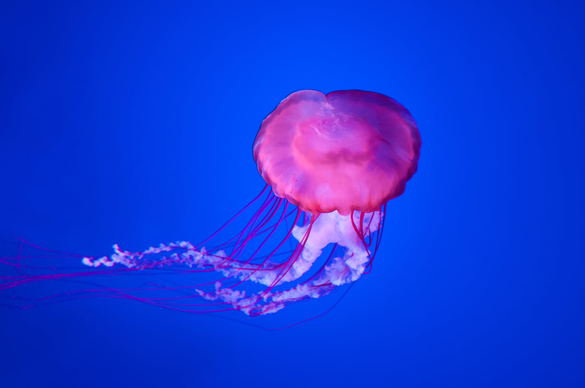 animal, jellyfish, nature, underwater, stinging, sea Life, pink, blue, 1080P, swimming Animal, aquarium, tentacle, water, poisonous, wildlife, sea, cnidarian, HD Wallpaper