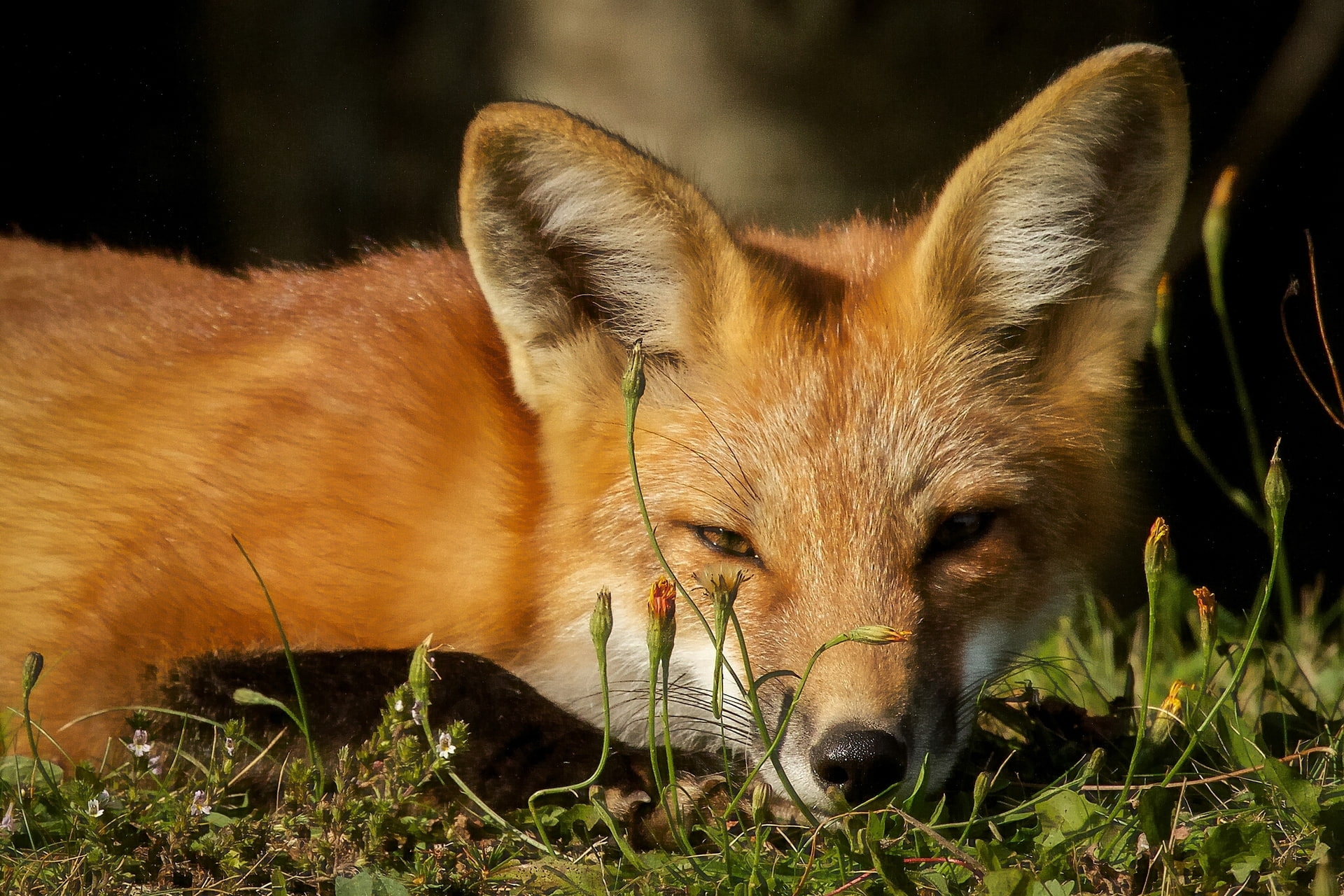 face, Fox, SLI, 1080P, red, look, HD Wallpaper