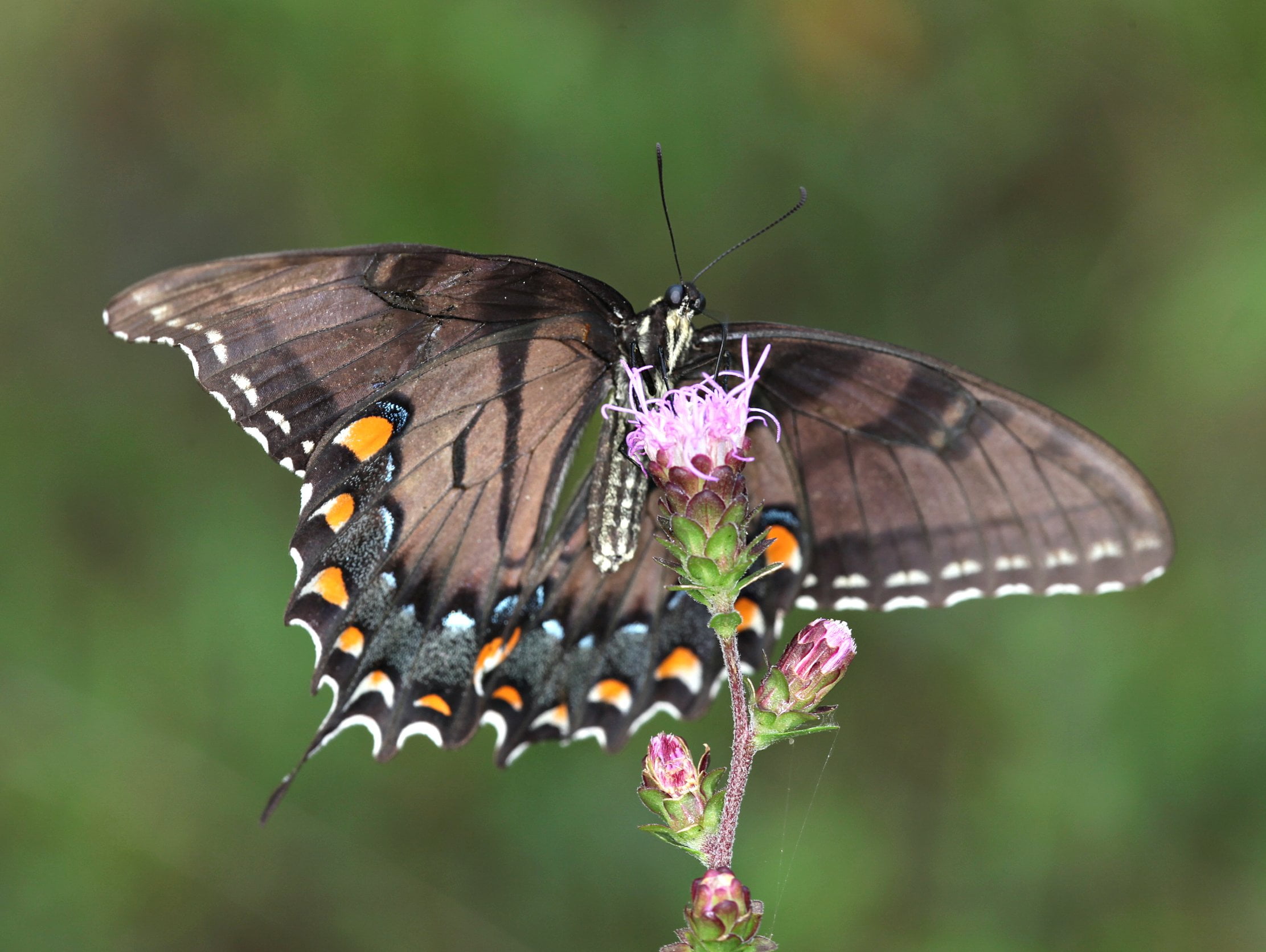 nature, beauty In Nature, blue  orange, black tiger, eye spot, richmond county, Spicebush, papilio glaucus, photo, insect, close-up, summer, wildlife, closeup, HD Wallpaper