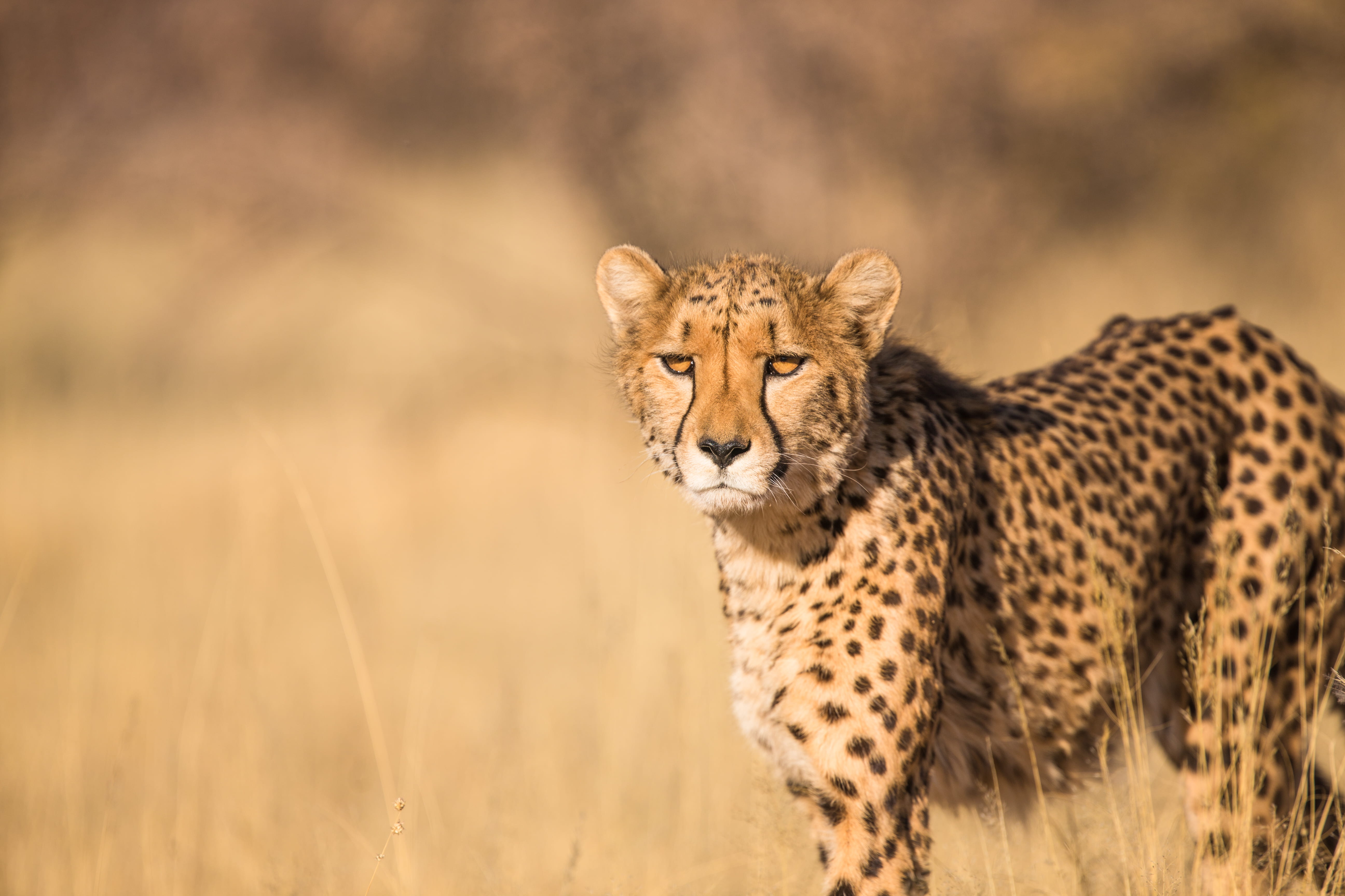 spots, photography, grass, focus, mammal, 5K, animal head, vertebrate, leopard, looking at camera, portrait, daytime, animal, animal themes, cat, big cat, HD Wallpaper
