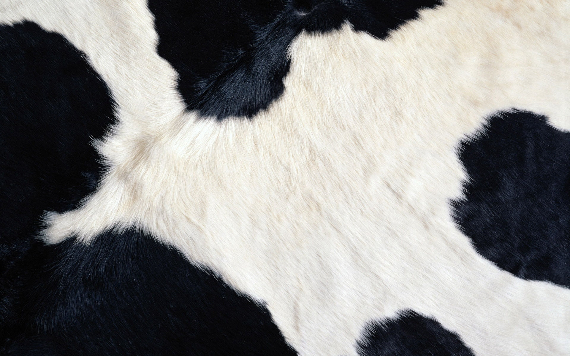animal hair, wool, backgrounds, animal, cow, domestic animals, extreme close-up, area, animal body part, herbivorous, mammal, fur, spotted, domestic, nature, HD Wallpaper