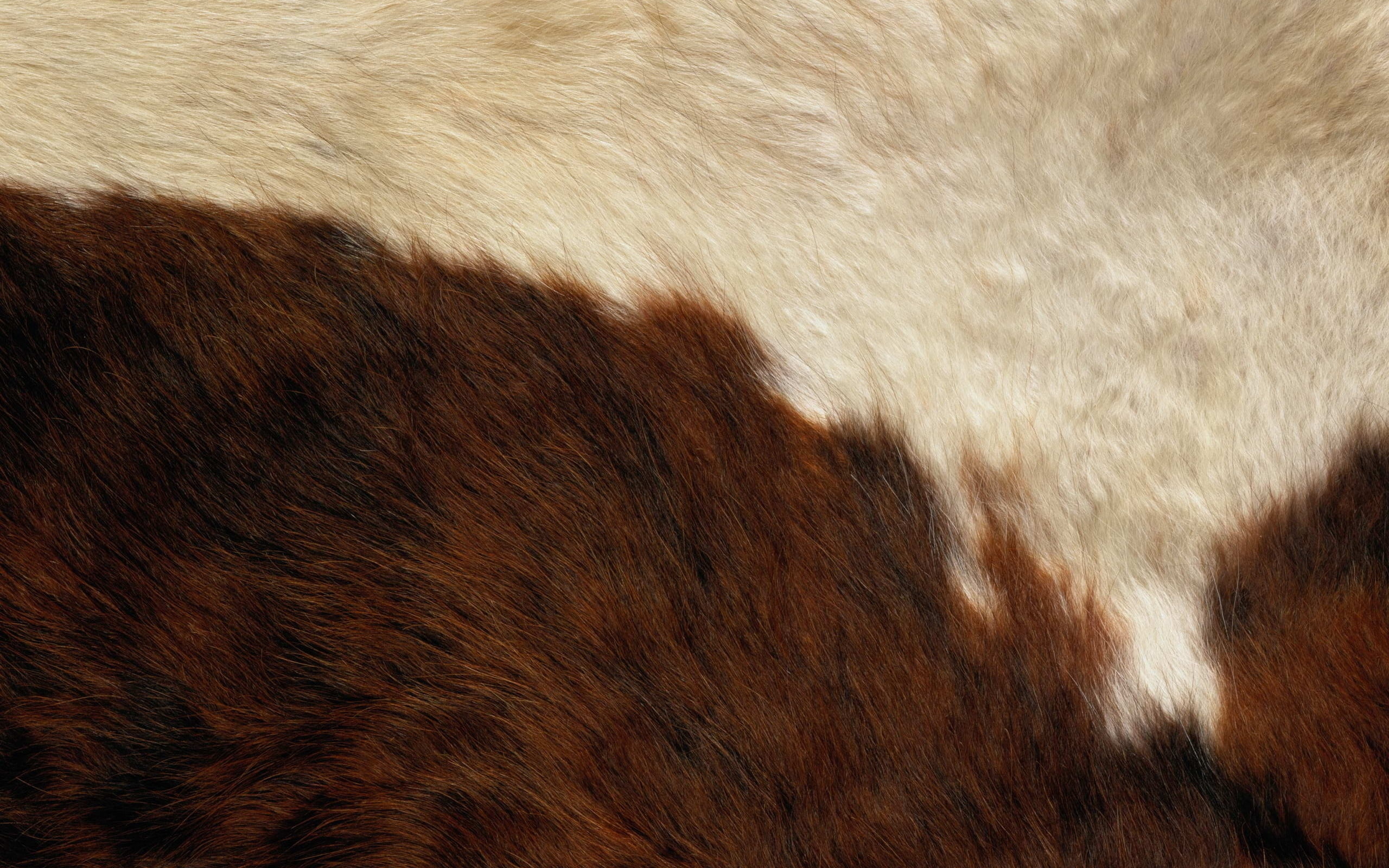 nature, pets, domestic animals, farm, abstract, no People, animal hair, animal, full frame, textured effect, surface, close-up, leather, one animal, hair, HD Wallpaper