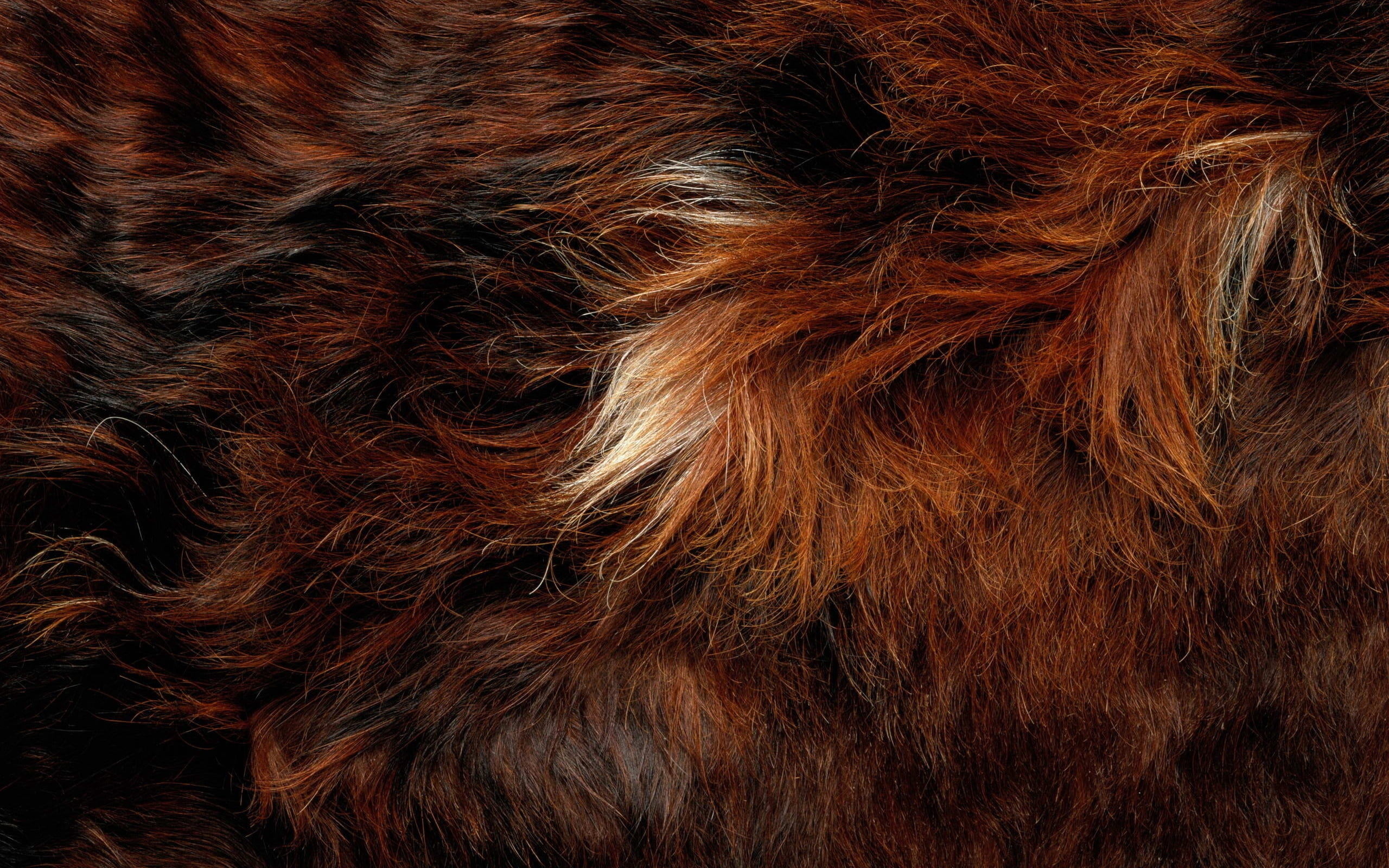 fashion, hair care, brown, animal, mammal, spotted, no People, material, nature, pets, animal Hair, textured, vertebrate, one animal, domestic, backgrounds, HD Wallpaper