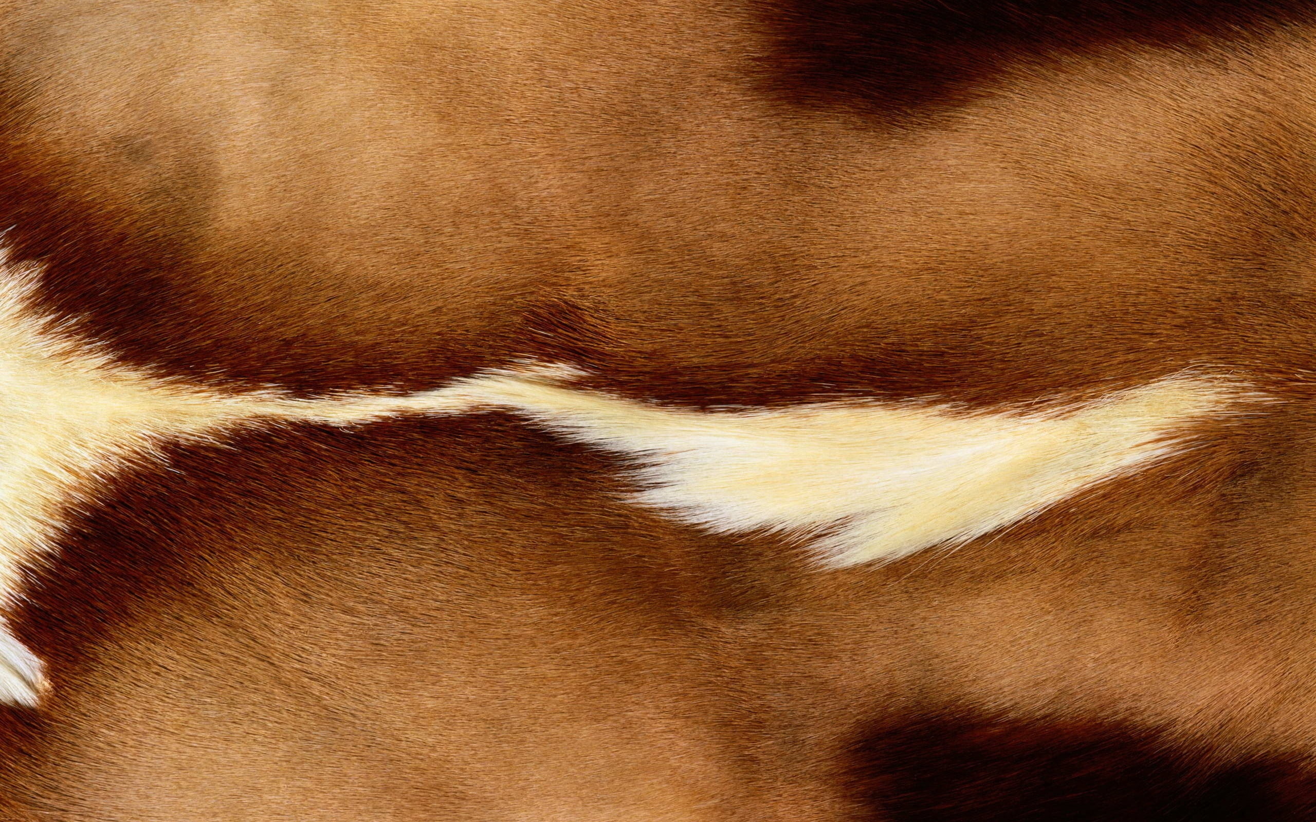 nature, close-up, full frame, hide, canine, no People, 2K, animal, stripes, one Animal, brown, domestic, animal hair, cattle, spots, backgrounds, animal Skin, HD Wallpaper
