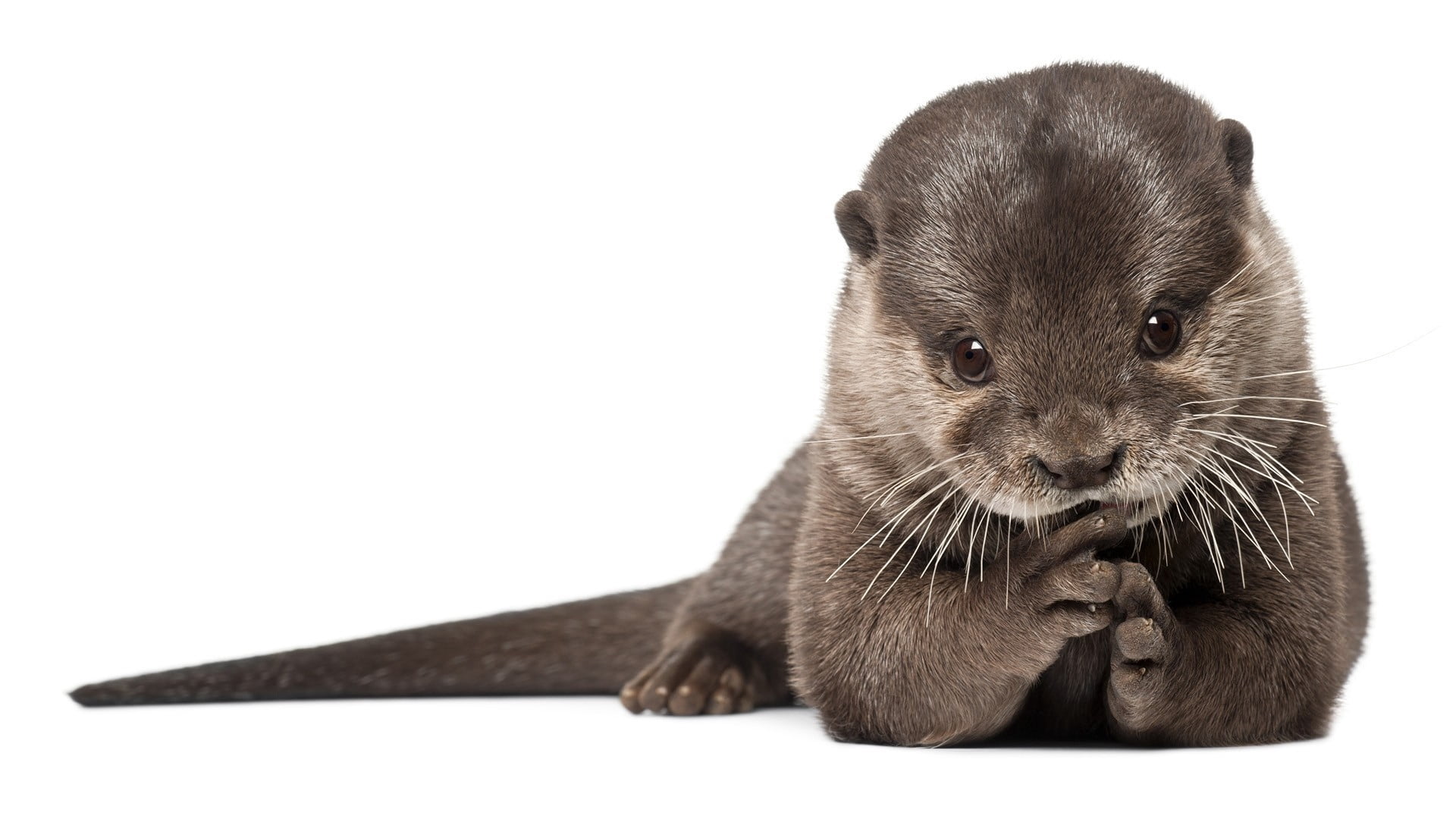 whisker, rodent, brown, portrait, cut Out, nature, vertebrate, close-up, no People, beautiful, white, domestic animals, wool, 1080P, otter, looking, studio Shot, HD Wallpaper