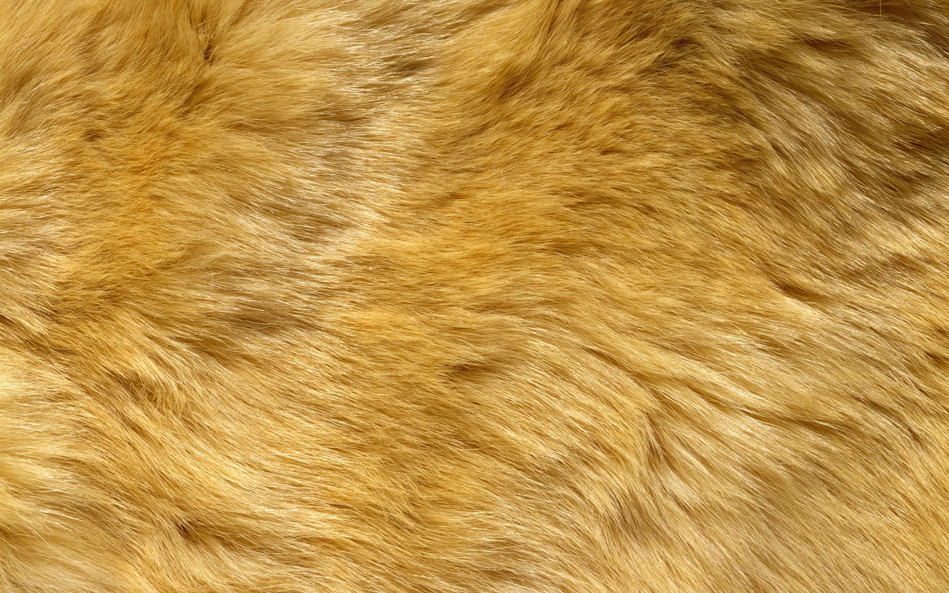 luxury, wildlife, brown, animal Hair, animal, abstract, nature, wool, close-up, fur, pets, domestic, pattern, textured, softness, hair, backgrounds, animal Skin, HD Wallpaper