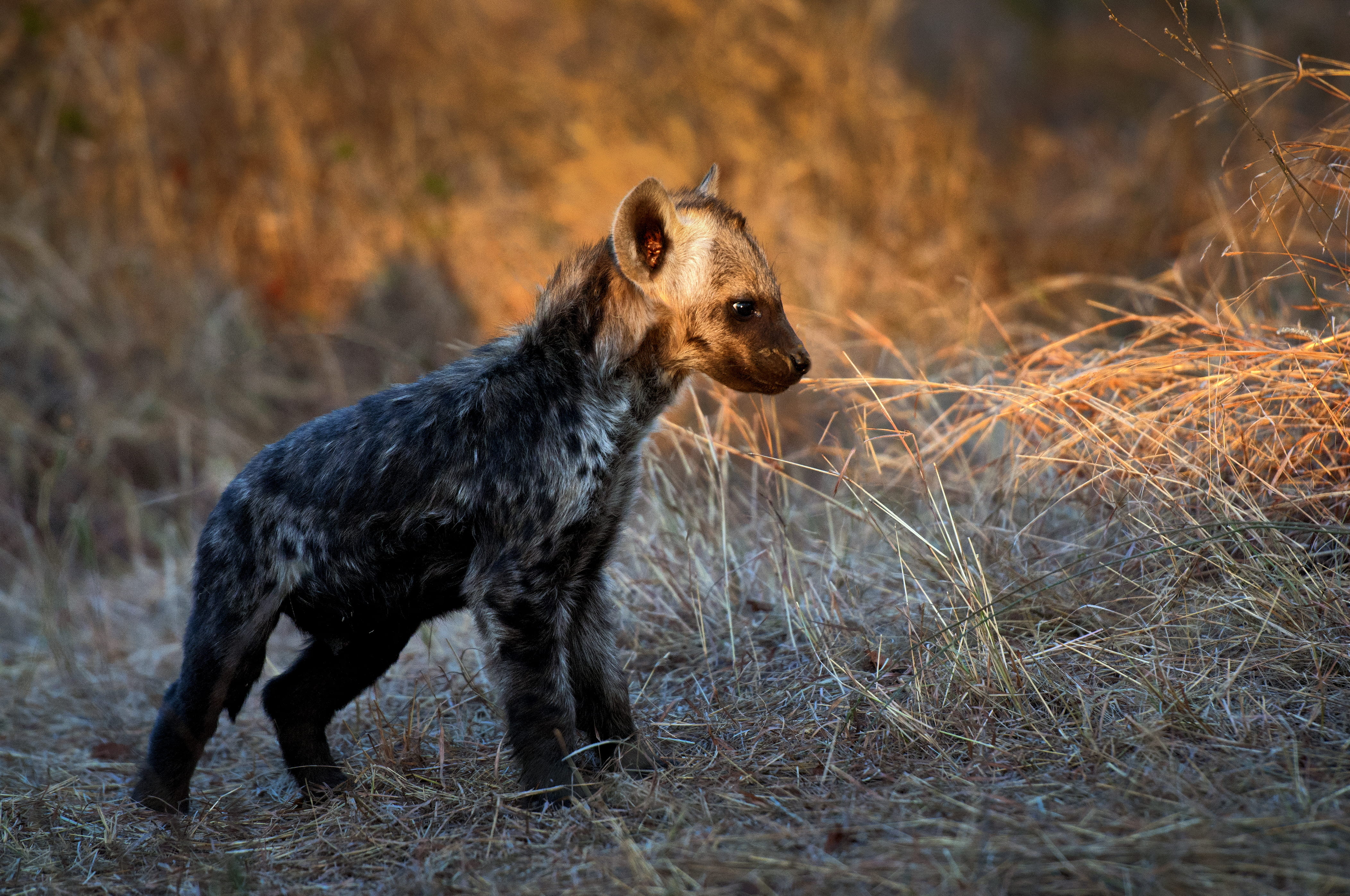 spots, standing, one animal, baby hyena, animals hunting, no people, animal themes, cute, wildlife, young, wild animal, spotted hyena, vertebrate, animal wildlife, HD Wallpaper