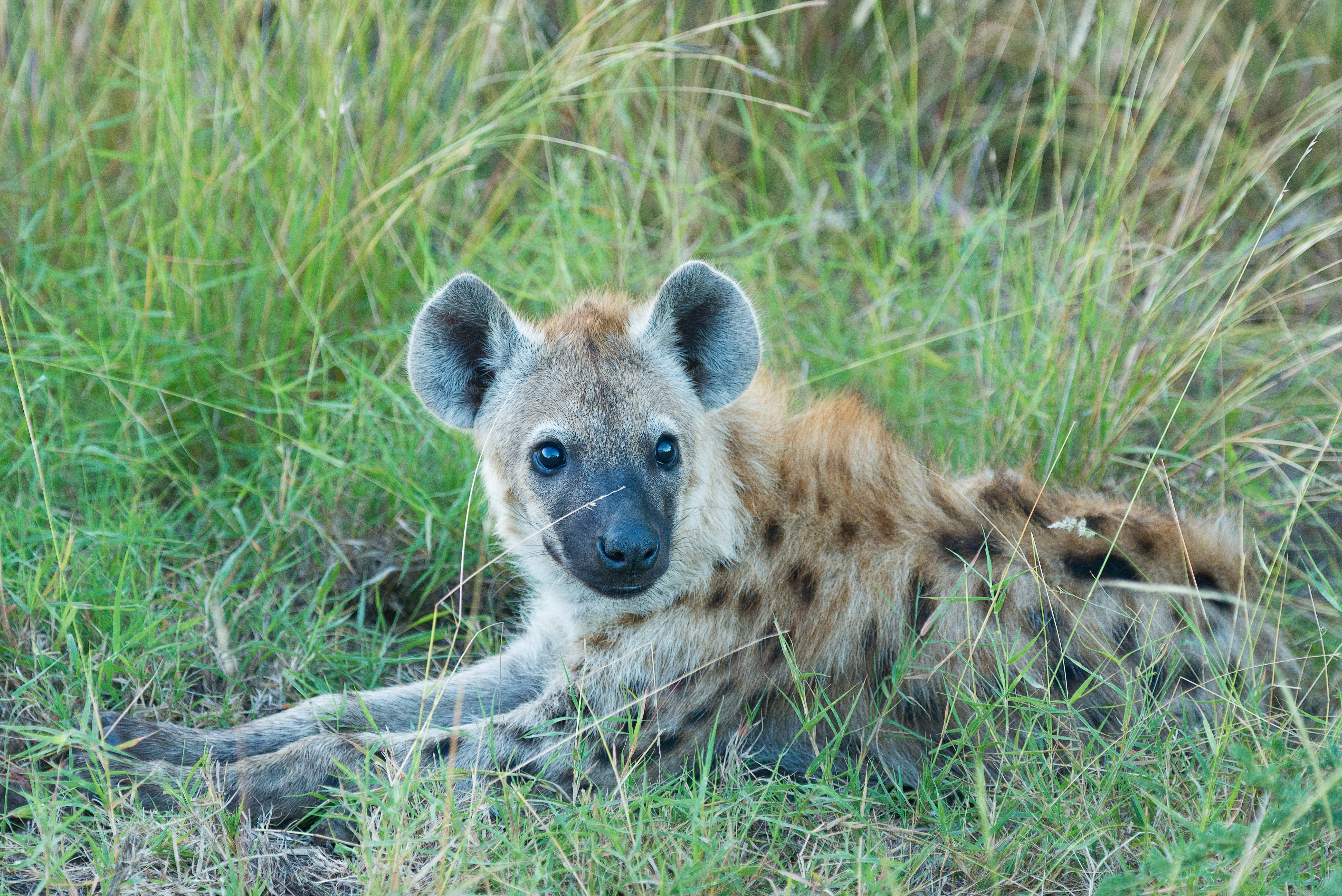 field, muzzle, vertebrate, hyena, safari, looking at camera, animals in the wild, puppy, grass, plant, animal wildlife, young animal, land, predator, one animal, HD Wallpaper
