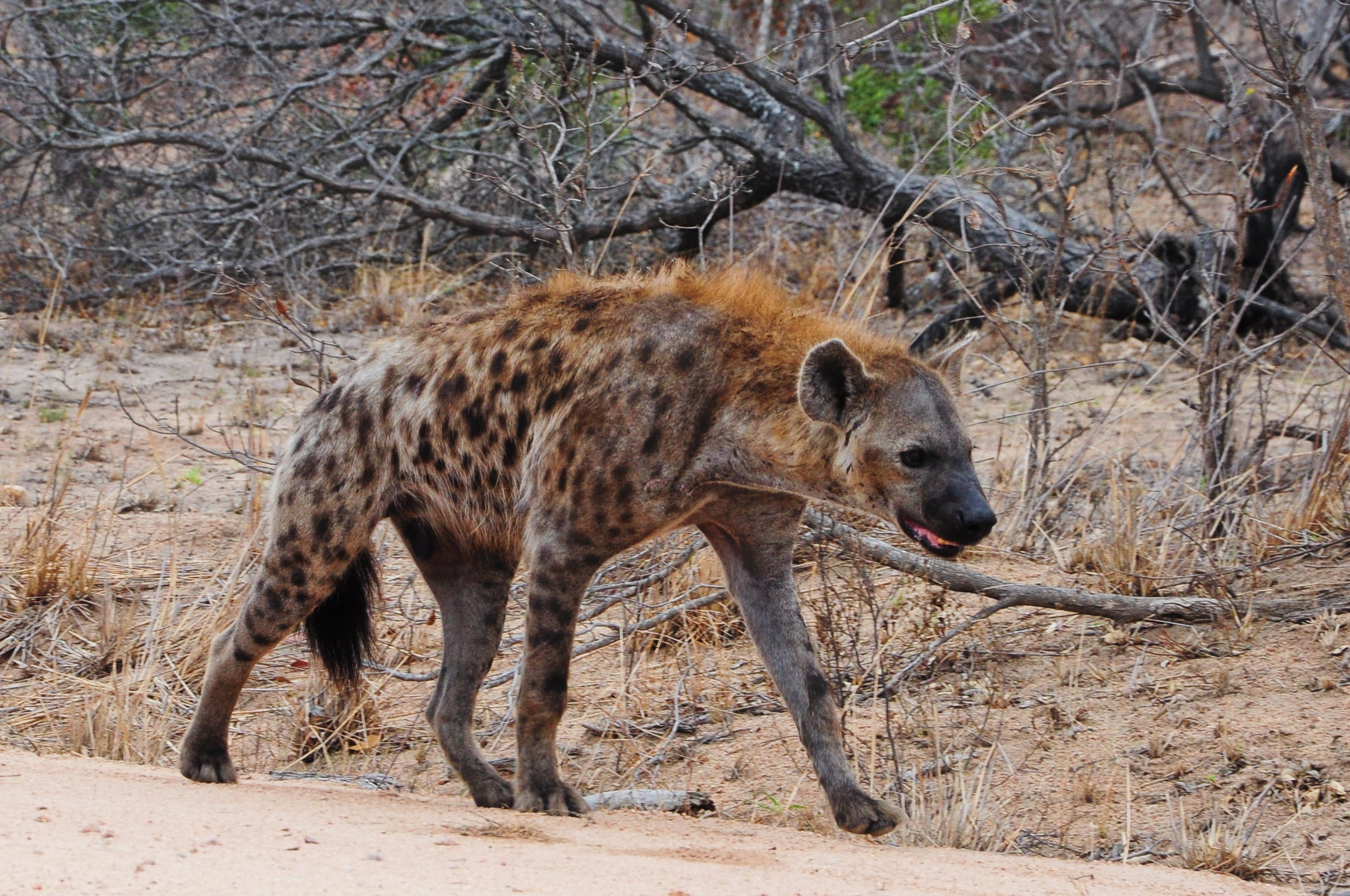side view, animal themes, hyena, plant, outdoors, mammal, brown, day, kruger, animals in the wild, animal, field, forest, tree, one animal, vertebrate, HD Wallpaper