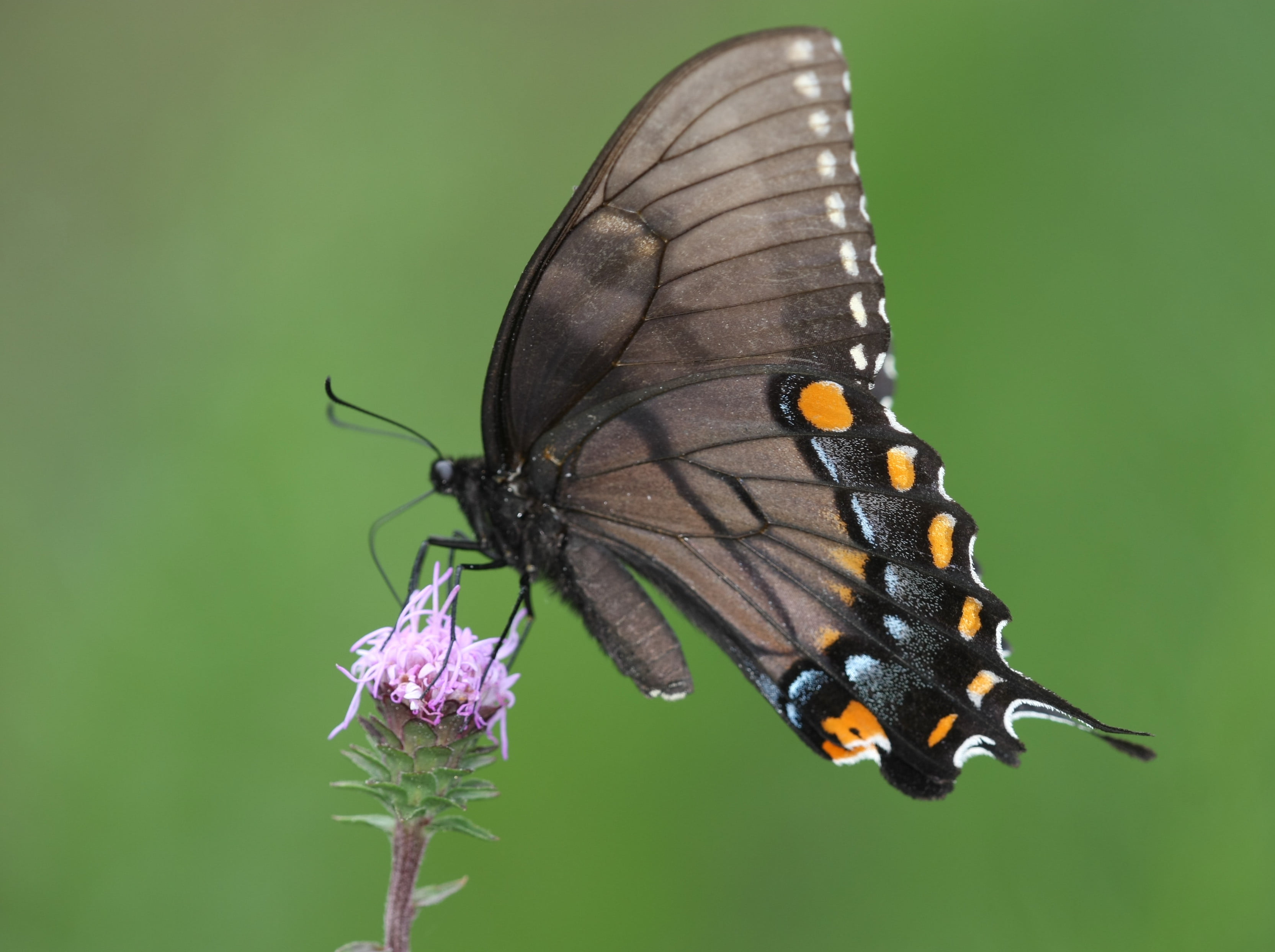 animal Wing, multi Colored, spicebush, yellow  eye, Asteraceae, pink, insect, papilio glaucus, swallowtail, Black Tiger, summer, purple, richmond county, HD Wallpaper