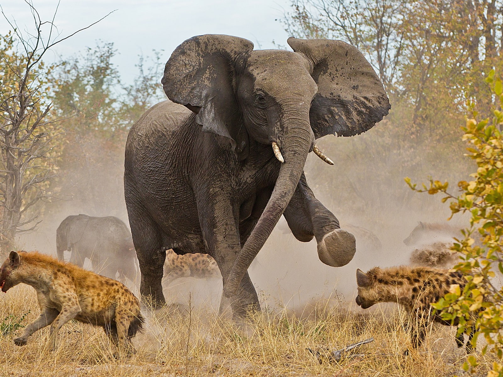 720P, elephant, hyena, animals, hd, HD Wallpaper