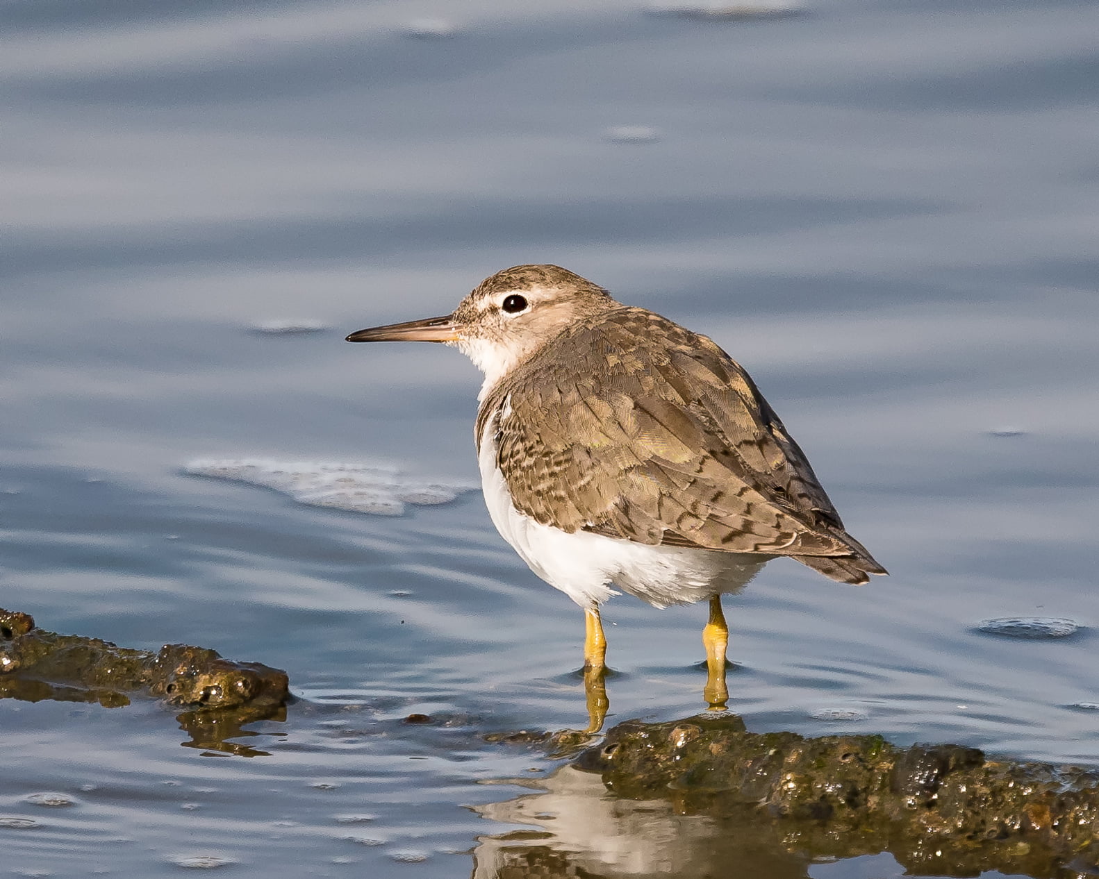 brown, breeding, Birds, nature, bird, brown bird, Spotted Sandpiper, white, animal, sandpiper, spotted, Point Isabel Regional Shoreline, sea, Pt, 720P, HD Wallpaper