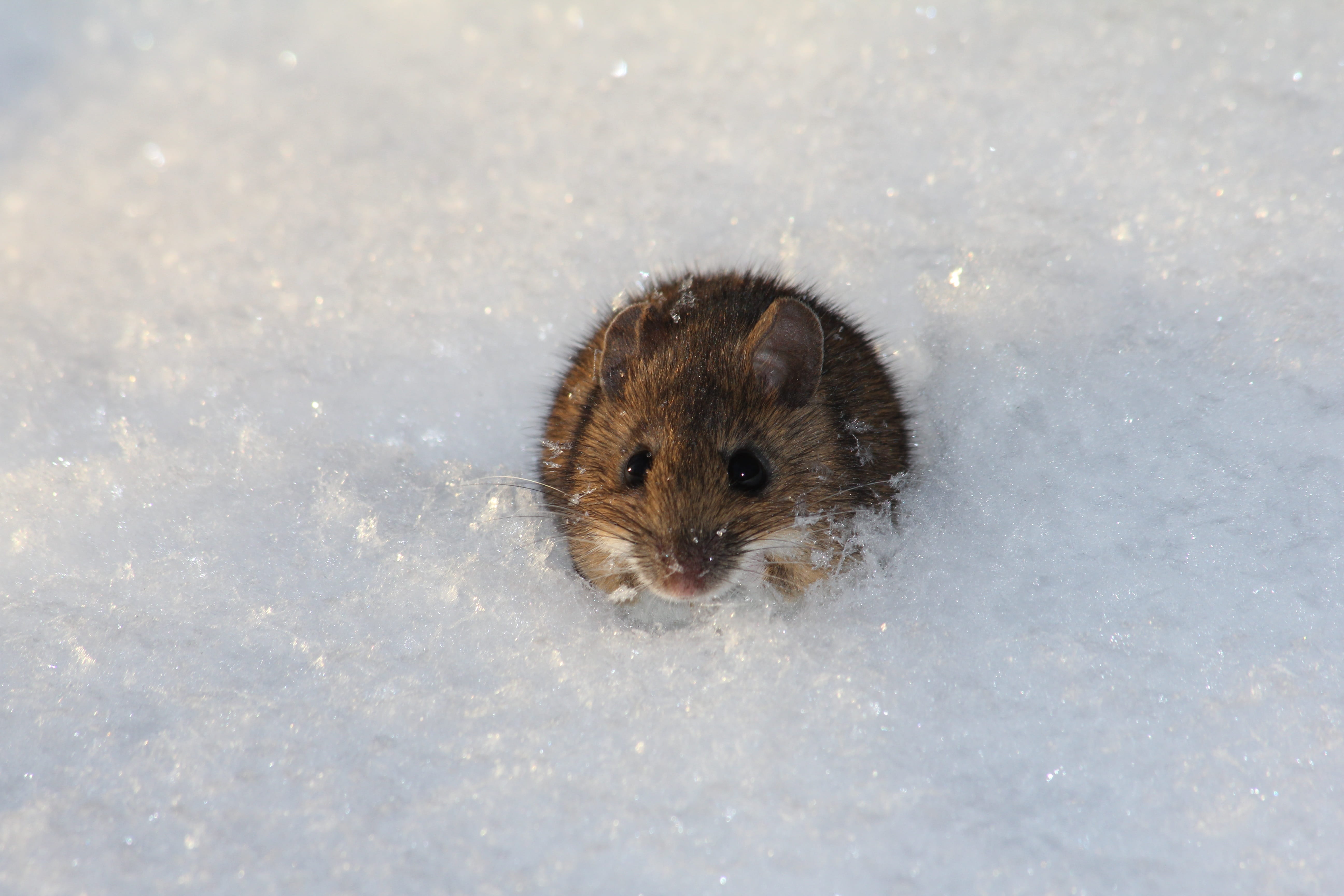 looking at camera, wild, mouse, wildlife, closeup, small, snowing, no people, nature, winter, furry, mice, brown, animal wildlife, animal themes, vertebrate, HD Wallpaper