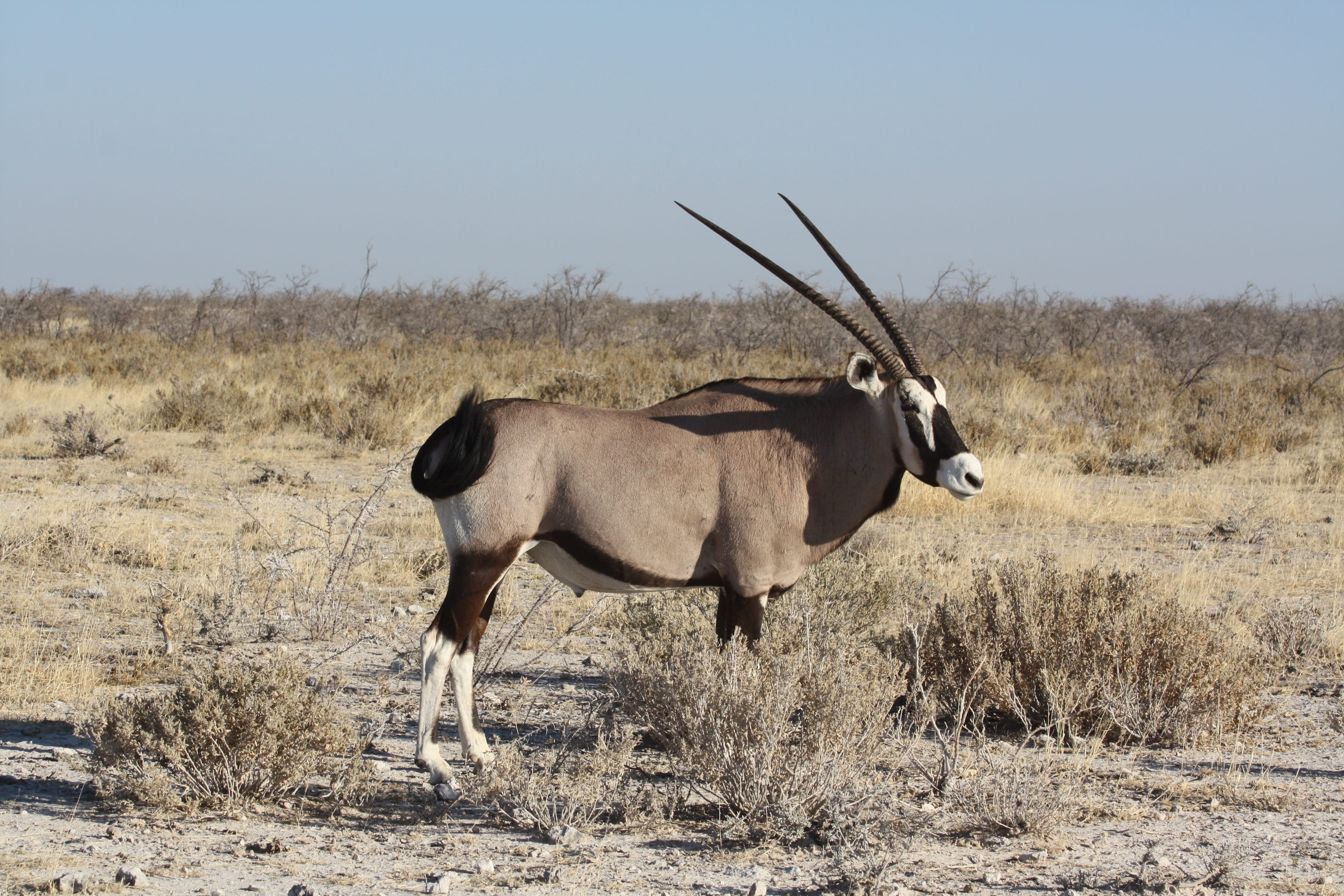 domestic animals, one animal, standing, Oryx, nature, domestic, mammal, environment, animal wildlife, 4K, day, no people, landscape, grass, Africa, Animal, HD Wallpaper