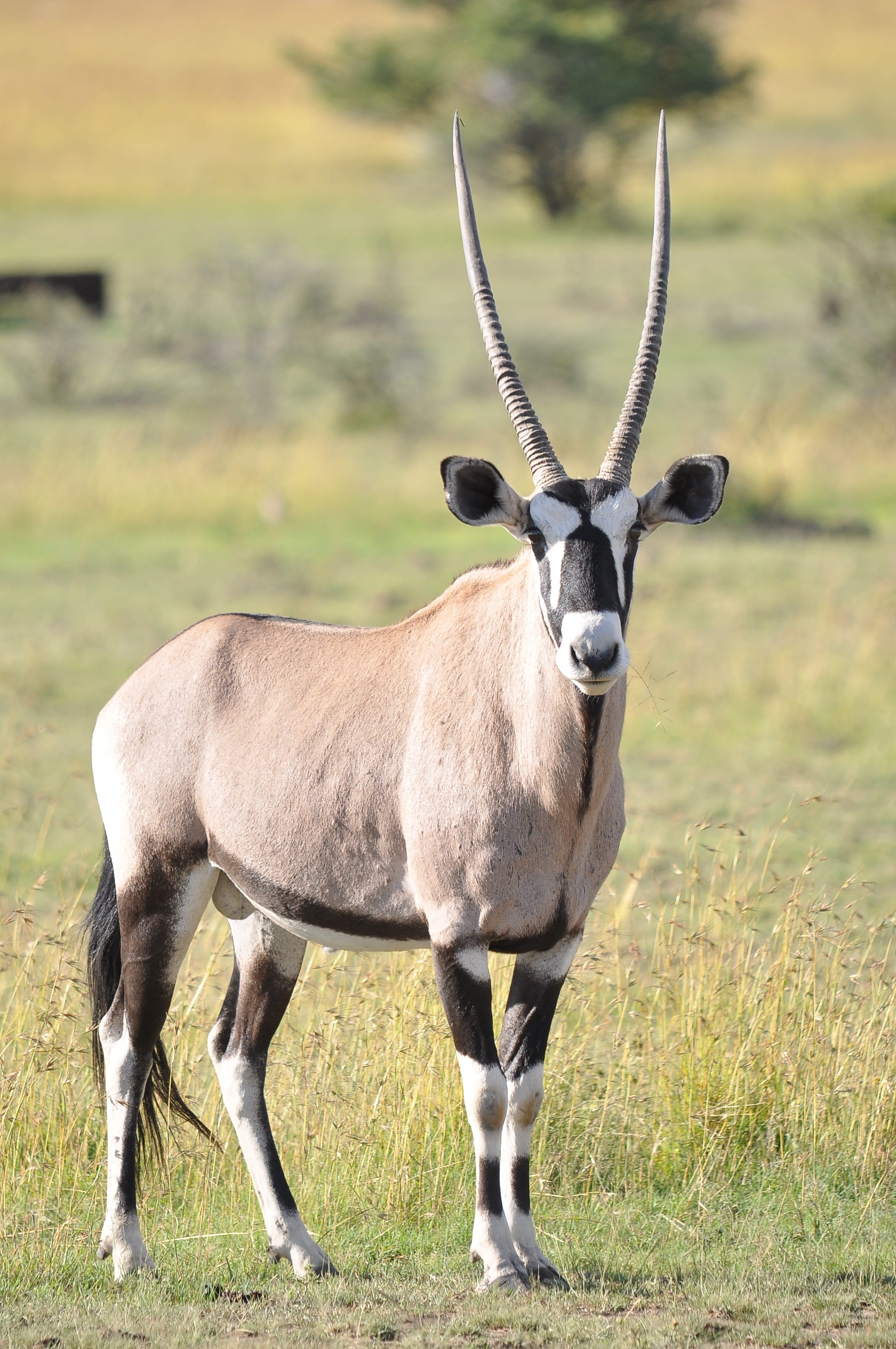environment, vertebrate, animals in the wild, outdoors, conservation, herbivorous, safari, animal wildlife, africa, day, wilderness, wild, field, wildlife, Phone HD Wallpaper