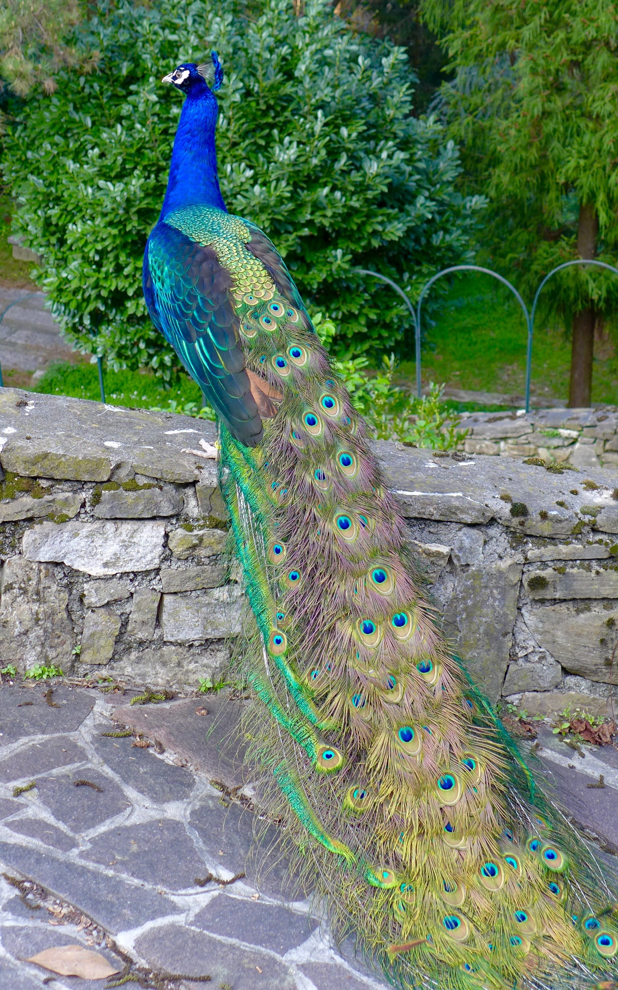 one animal, outdoors, animals, plant, multi colored, bergamo, beauty in nature, green color, bench, feather, animal wildlife, blue, animal themes, vertebrate, Phone HD Wallpaper