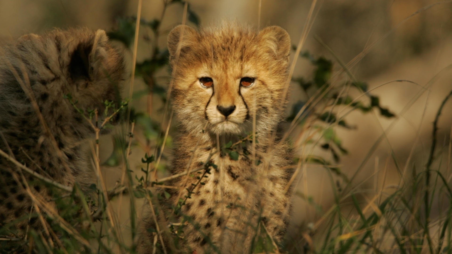 whisker, animals, animal wildlife, big cat, looking at camera, portrait, selective focus, nature, grass, day, animals in the wild, cheetahs, no people, HD Wallpaper