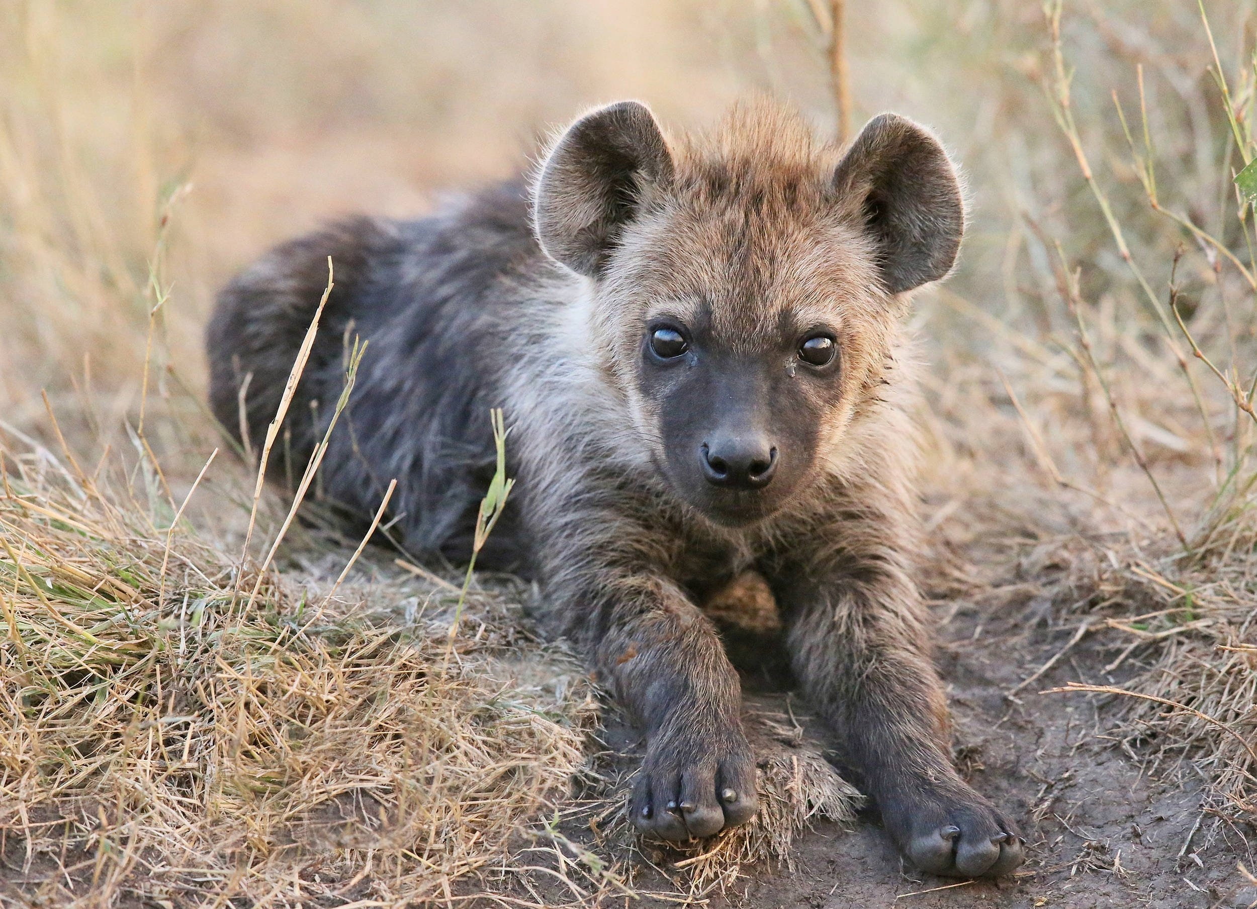 cubs, predator, grass, 1080P, baby, hyena, animals, cub, HD Wallpaper