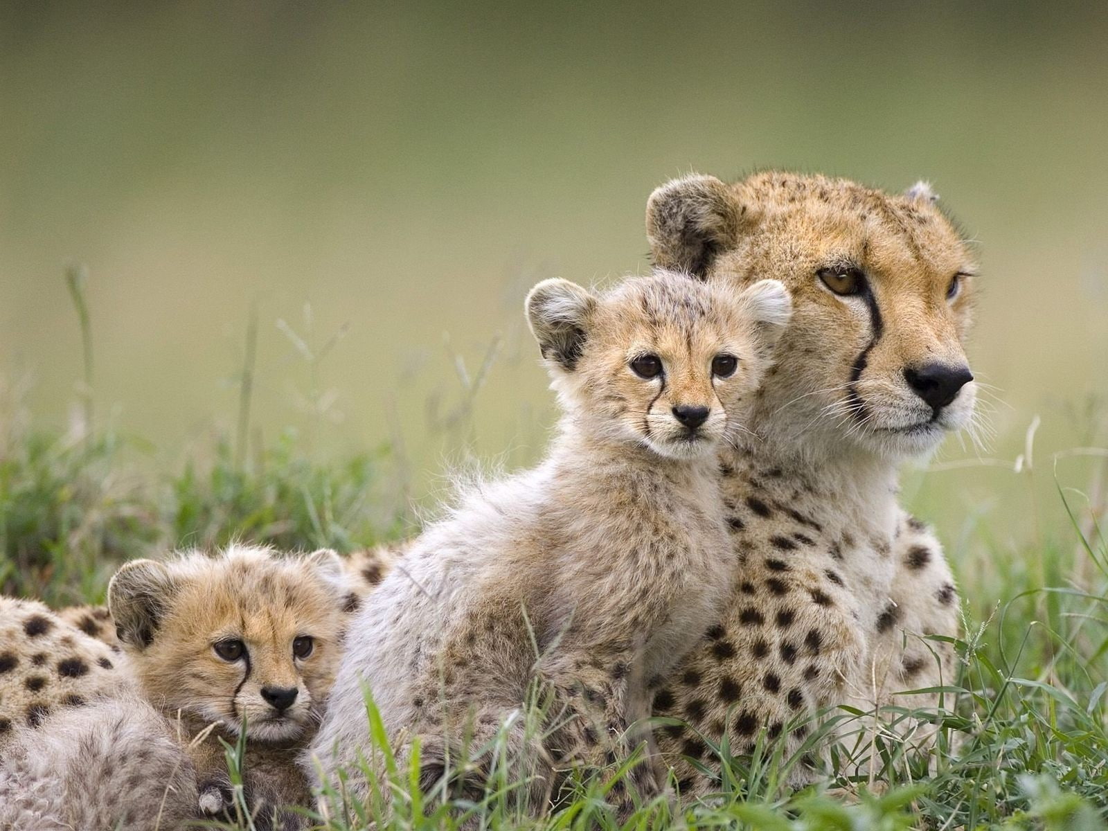 baby, animals, Cheetahs, 720P, HD Wallpaper