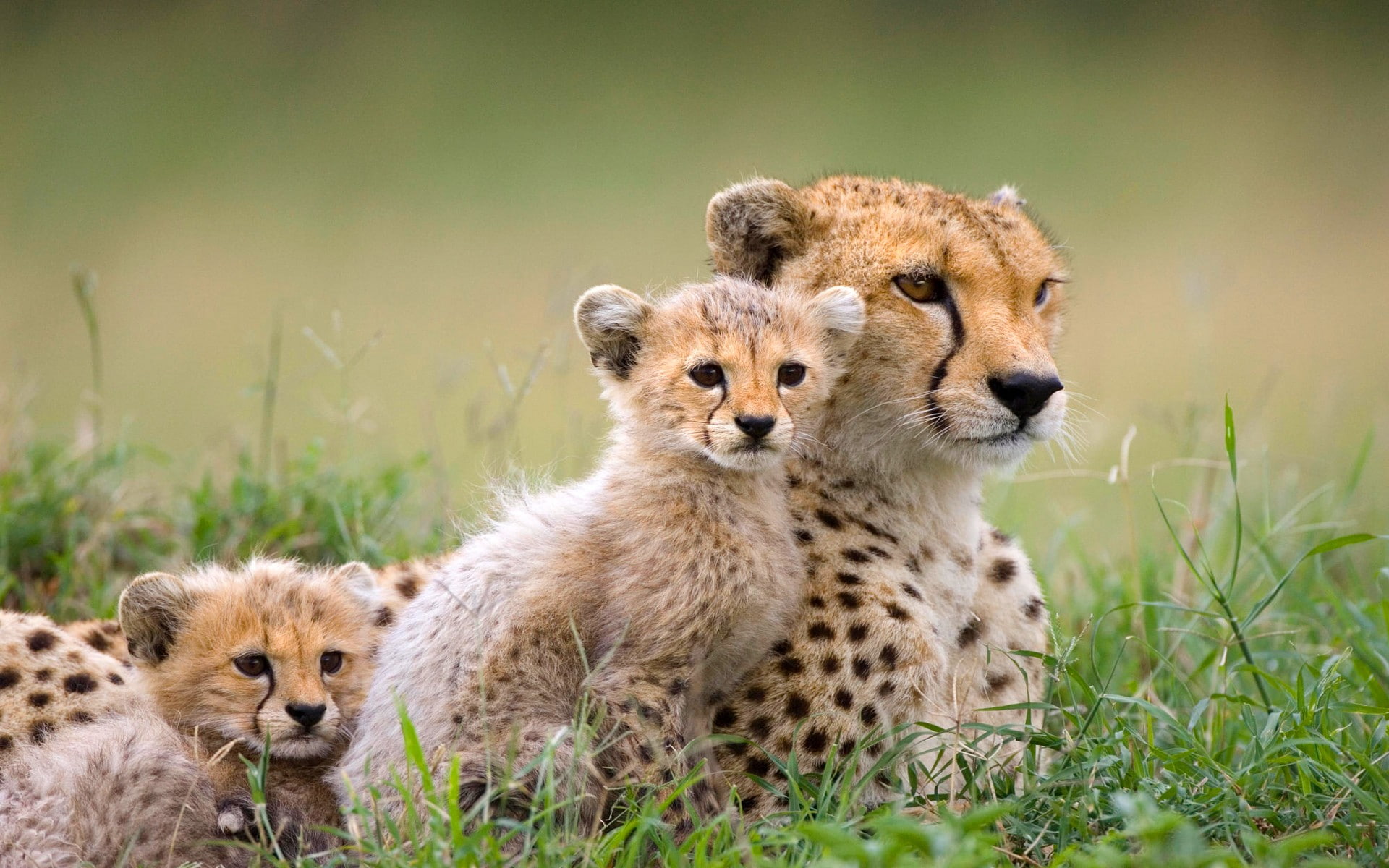 cheetah, mammals, baby animals, animals, 1080P, HD Wallpaper