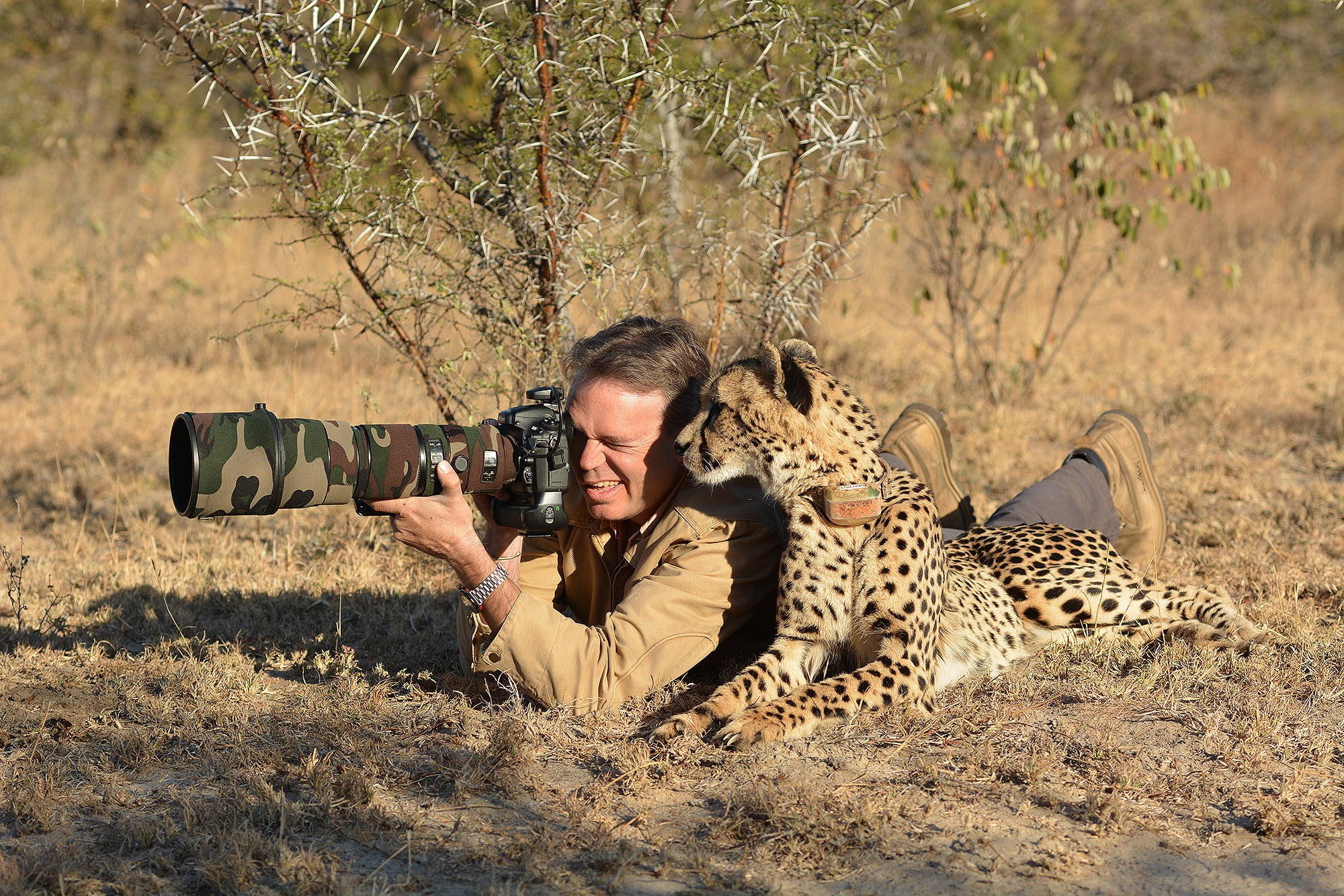 animals, savannah, photographer, cheetahs, camera, nature, 1080P, camouflage, HD Wallpaper