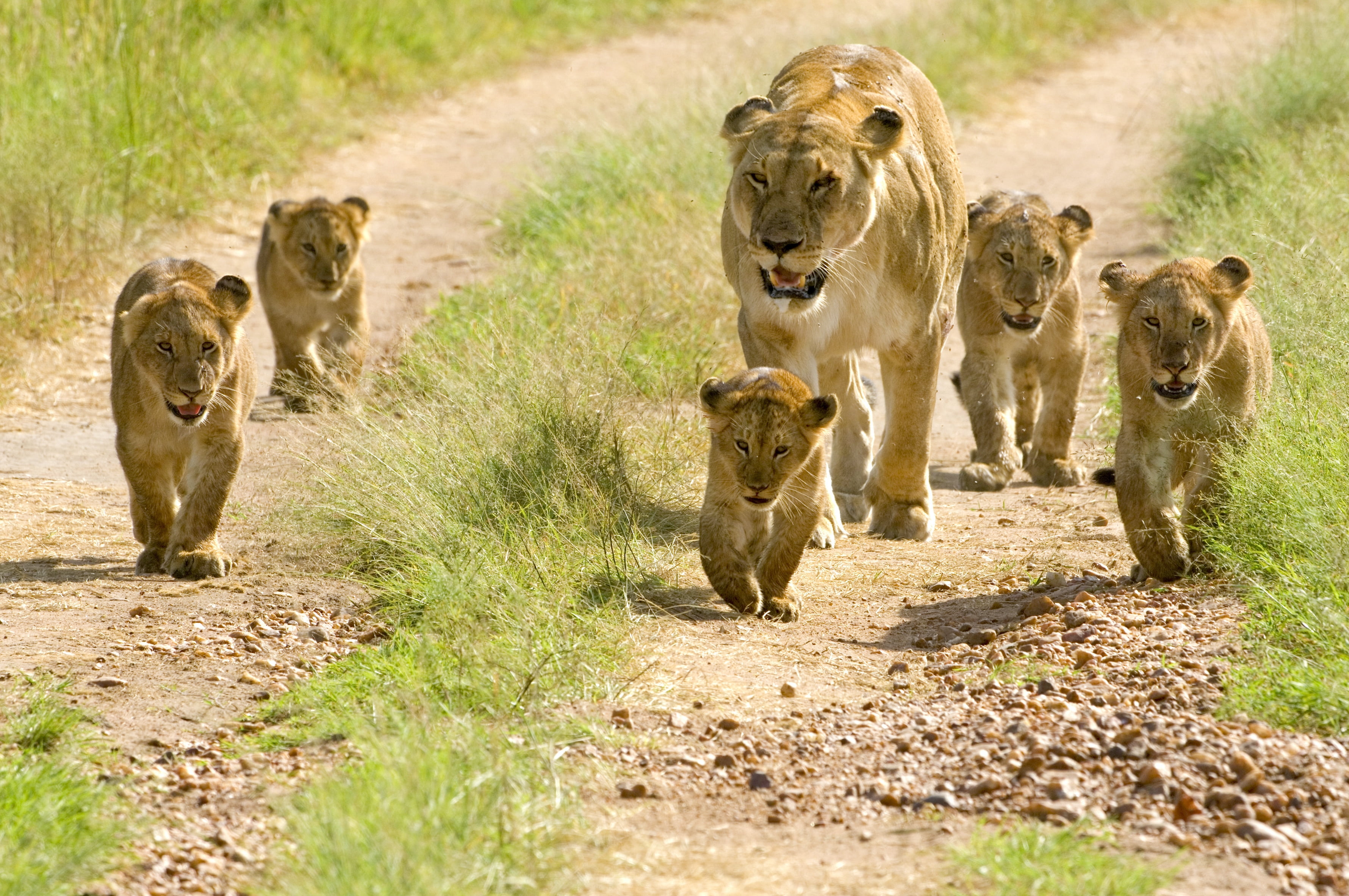 cat, safari, outdoors, 2K, animal themes, africa, kenya, animal family, lions, savannah, undomesticated cat, serengeti National Park, female Animal, nature, HD Wallpaper
