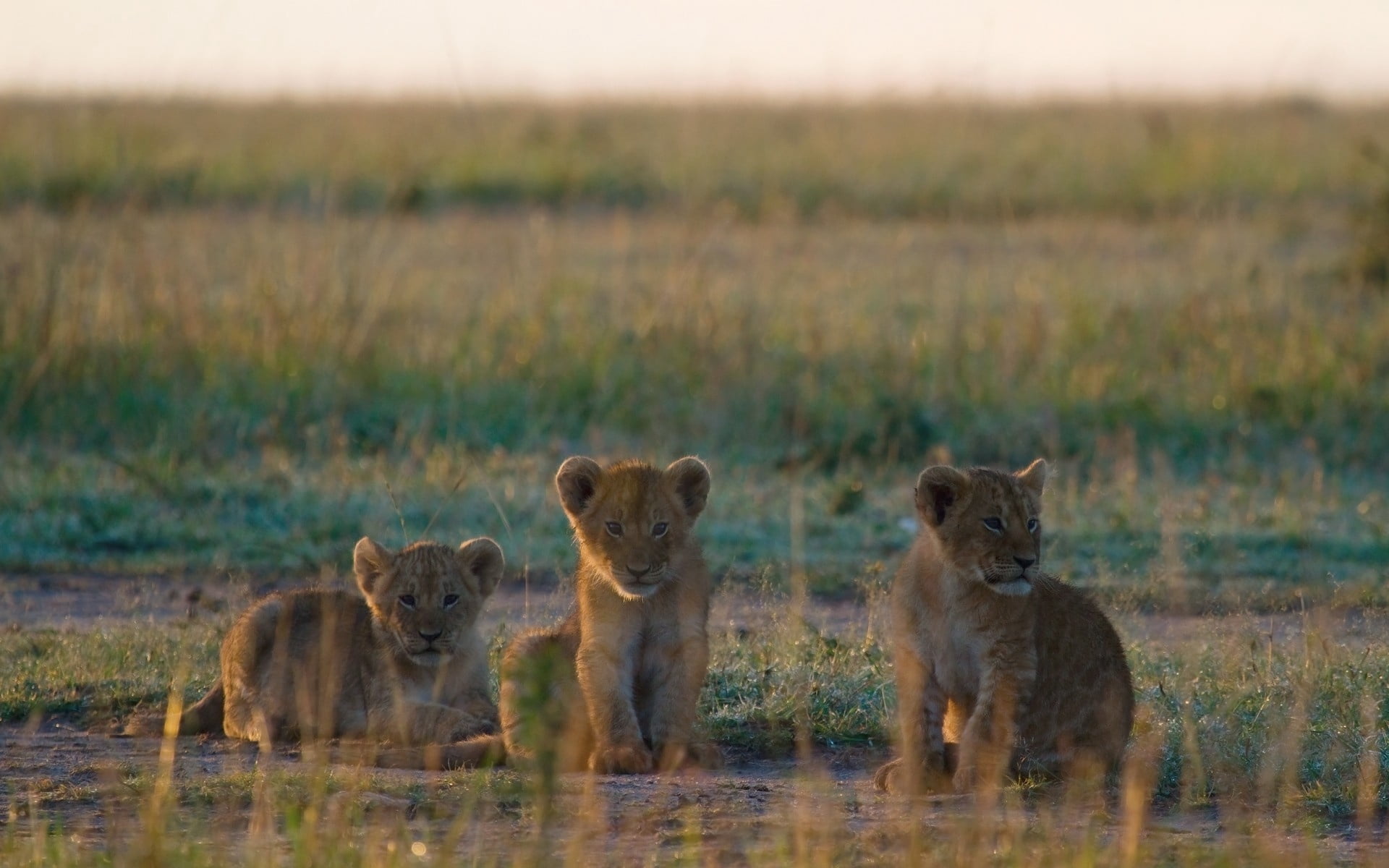 animals in the wild, lion, group of animals, walk, cat, cub, animal themes, nature, no people, three, young animal, mammal, animal, portrait, animal wildlife, HD Wallpaper