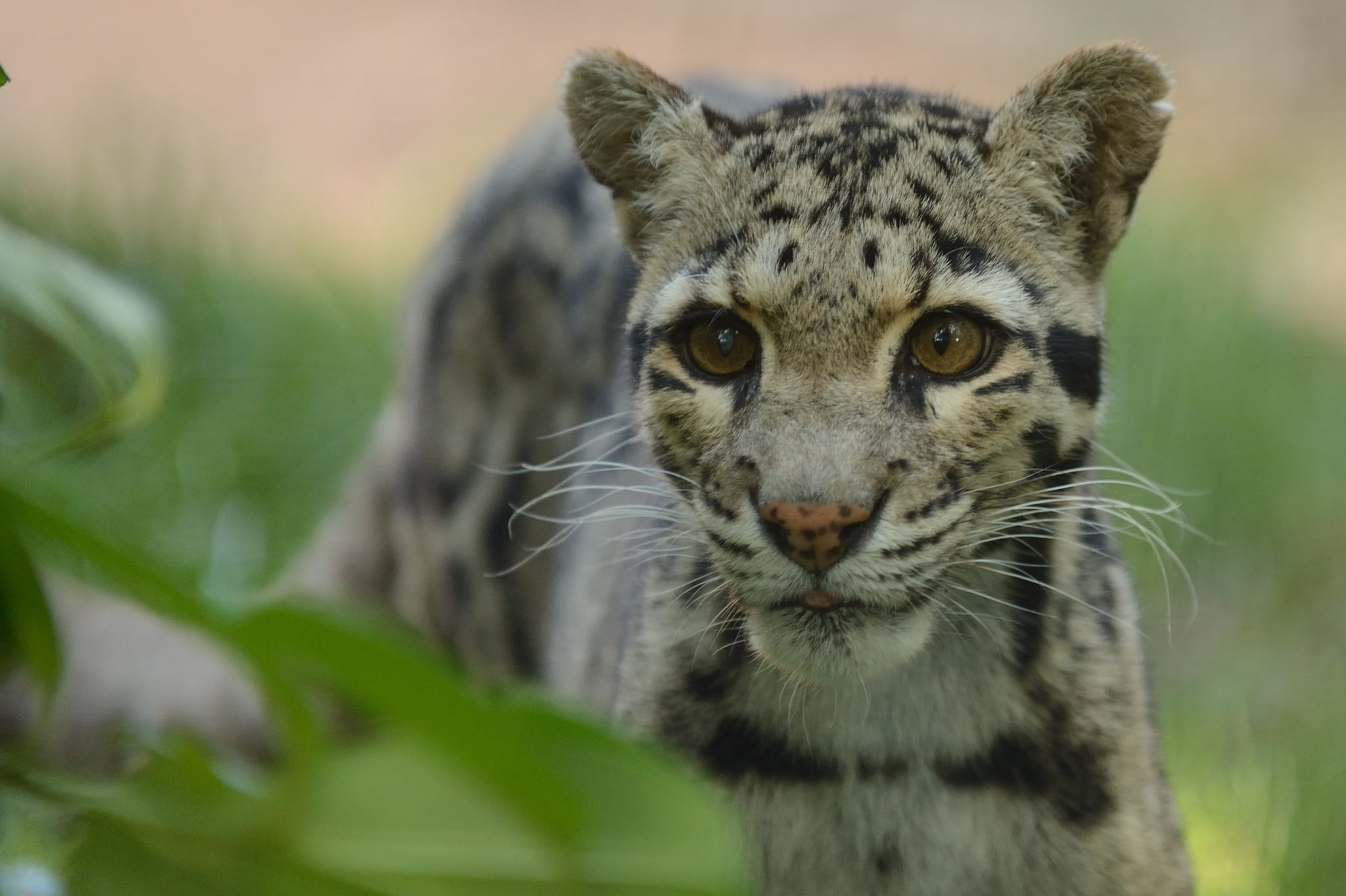 carnivore, animals And Pets, clouded leopard, tiger, outdoors, looking, vertebrate, carnivora, beauty In Nature, day, cub, big Cat, land, animal Head, no People, HD Wallpaper