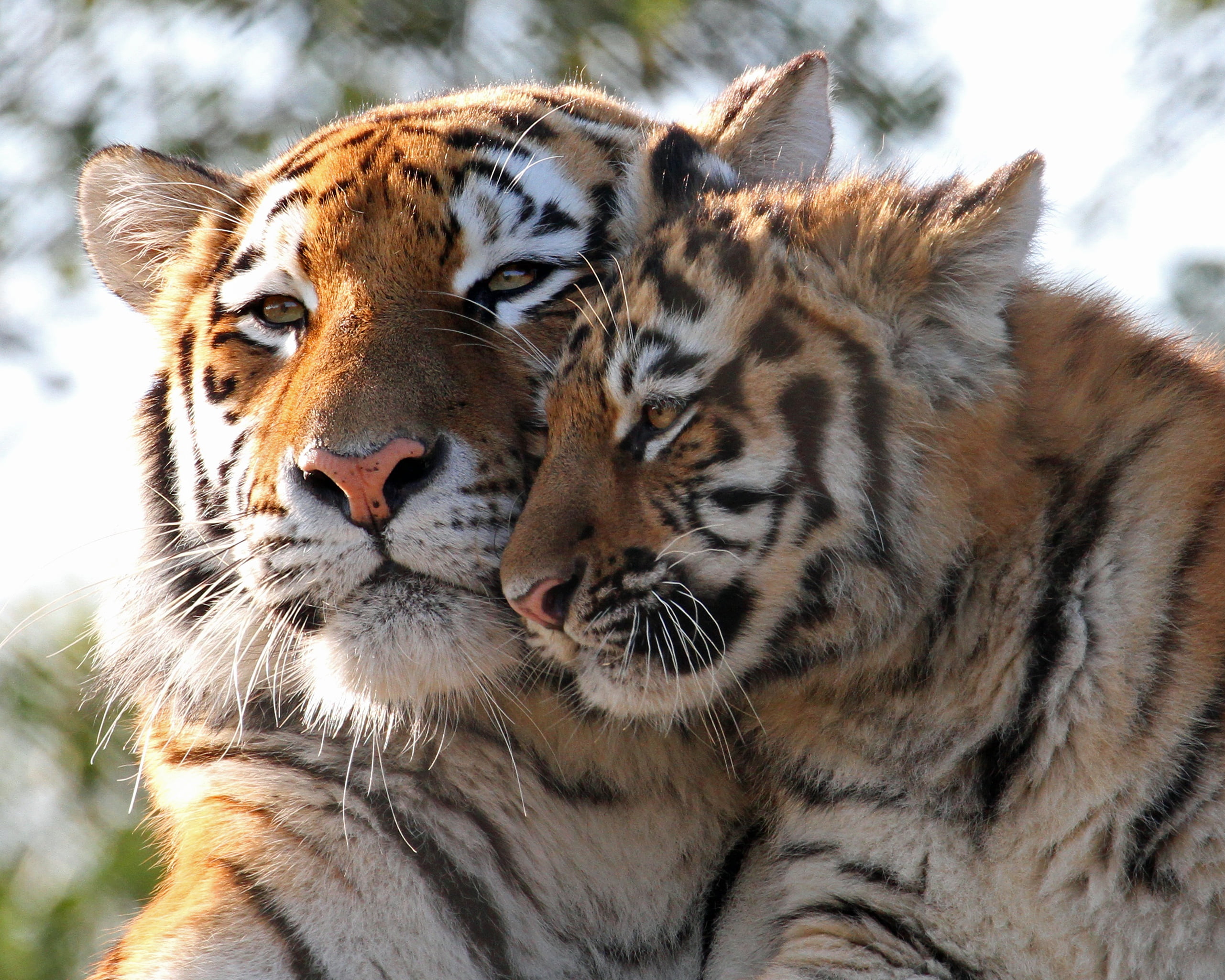 Cats, Baby Animal, Cub, predator (Animal), Tiger, Wildlife, 2K, Big Cat, HD Wallpaper