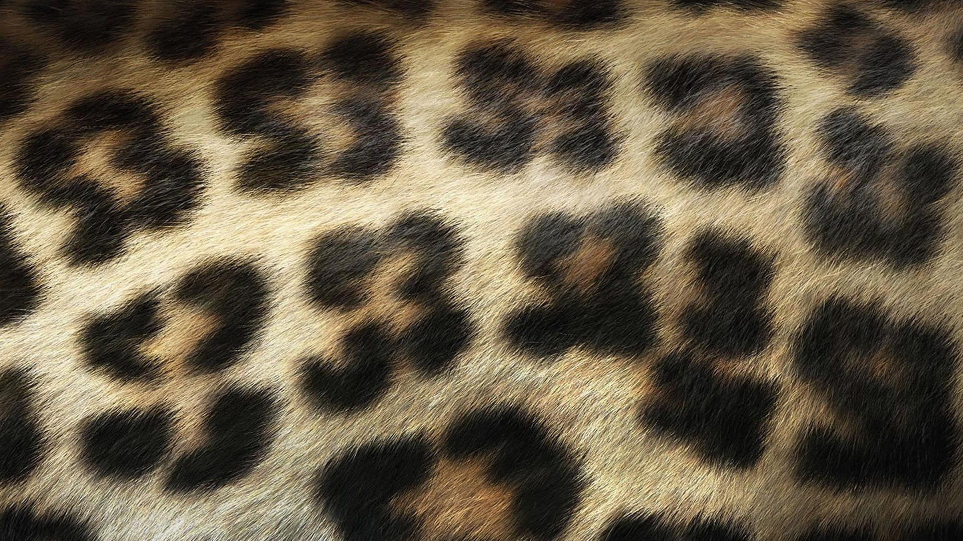 animal hair, close-up, texture, animal Print, big cat, cheetah, black, striped, animal wildlife, brown, animal body part, full frame, textured, camouflage, HD Wallpaper