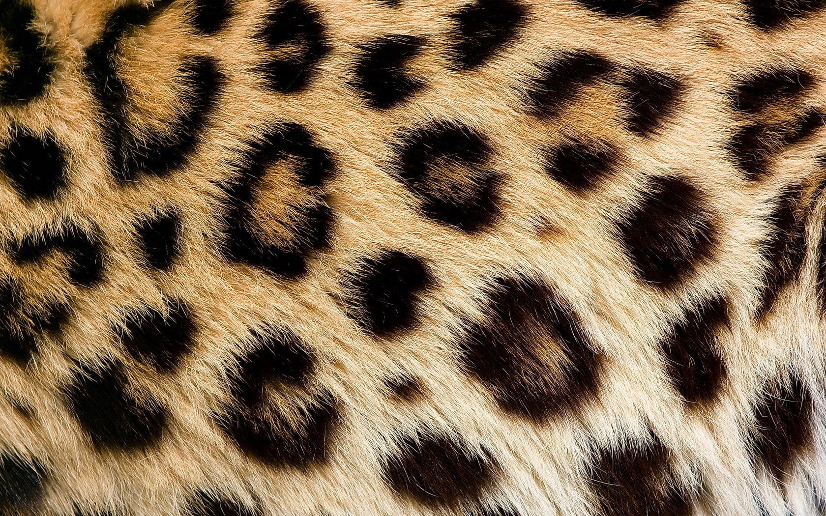 leopard skin, 720P, HD Wallpaper