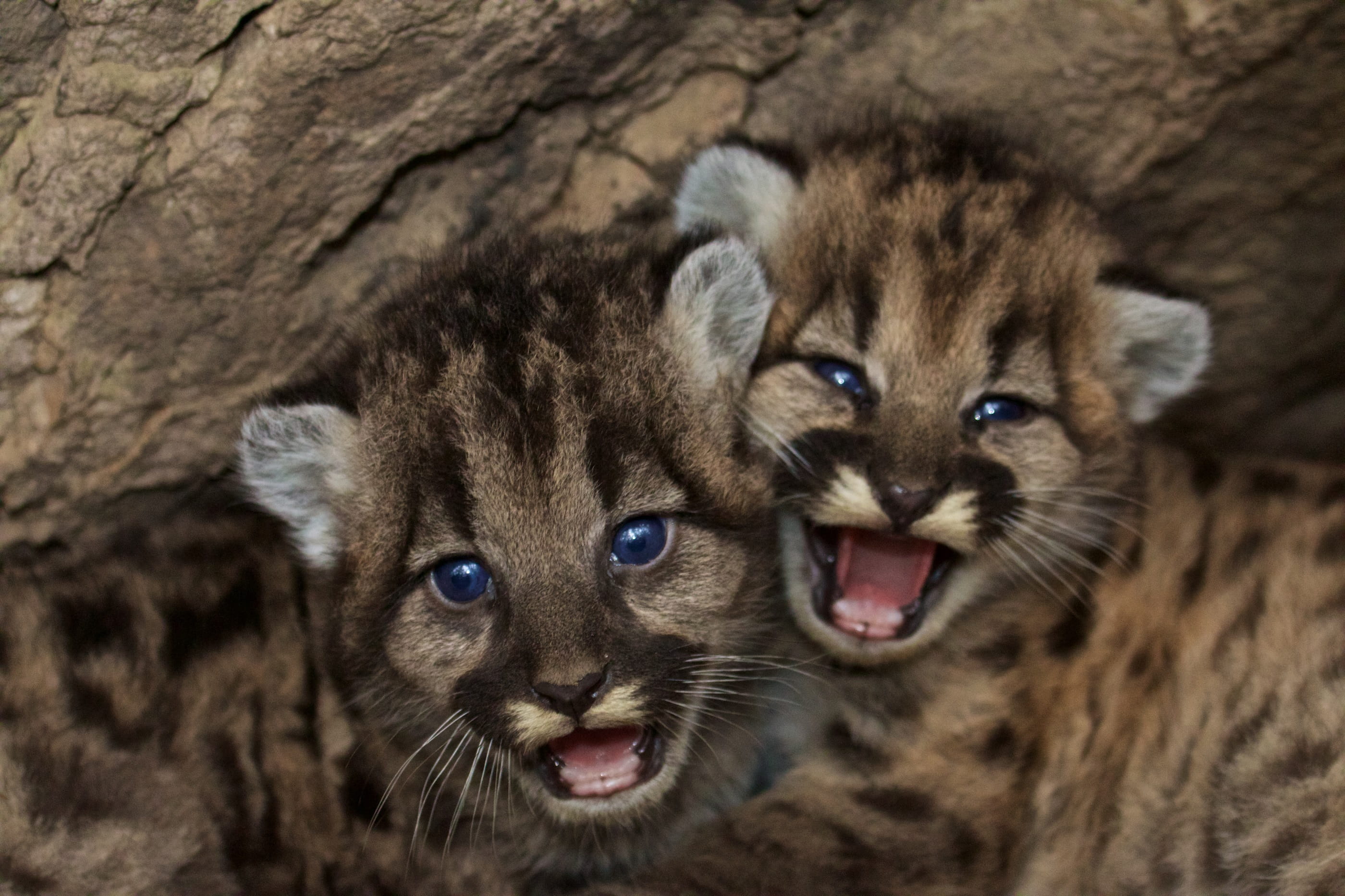 young animal, animal family, pets, puma, focus on foreground, nature, anger, black leopards, no people, leaning, black, two animals, whisker, animal body part, HD Wallpaper
