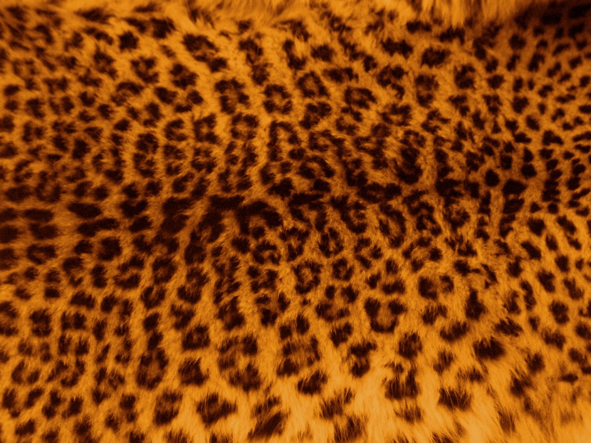 pattern, cat, skin, animal hair, orange color, animal themes, mammal, animal wildlife, black, full frame, animal body part, big cat, leopard, textile, animals in the wild, HD Wallpaper
