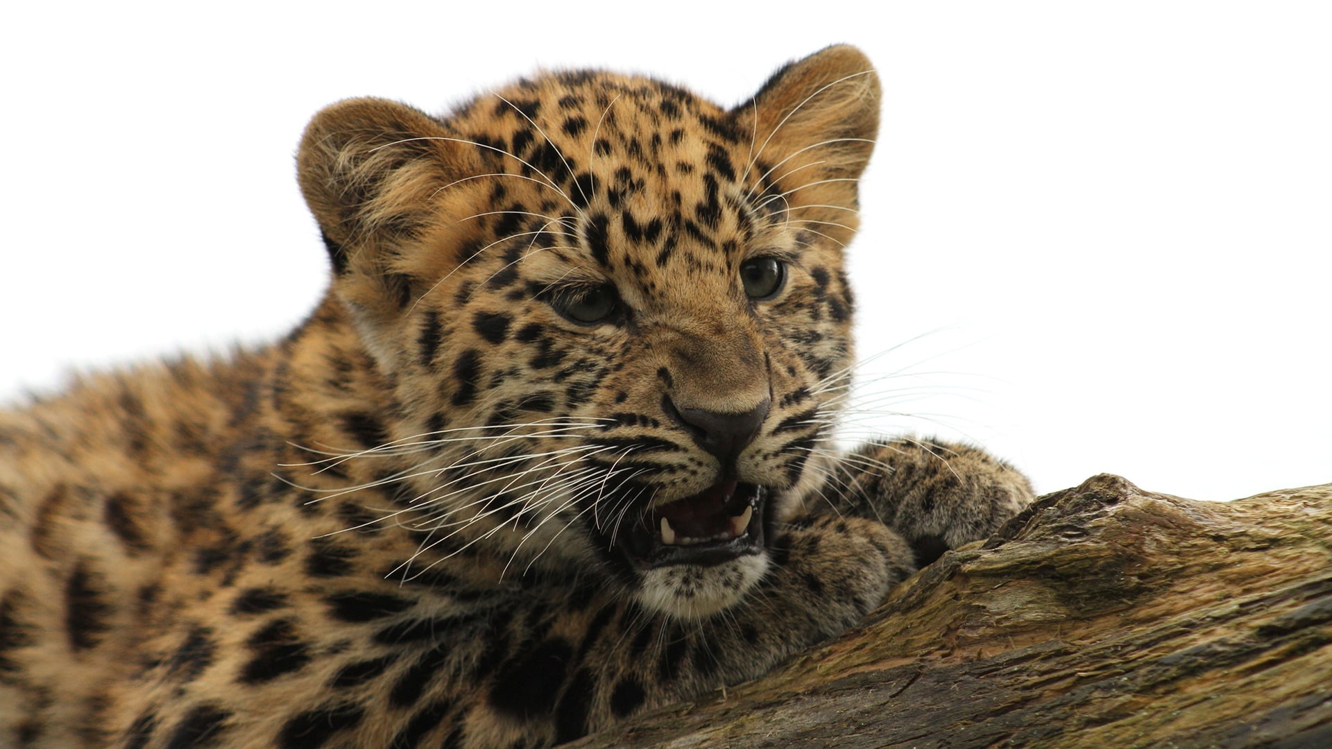 animals in the wild, leopard, animal head, relaxation, predator, animal markings, no people, animal themes, close-up, animal, animal wildlife, jaguar, vertebrate, HD Wallpaper
